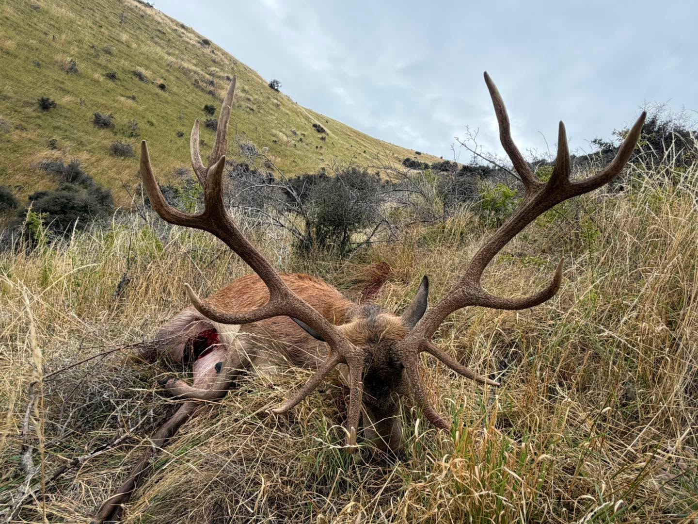 Another look at an Otago freerange beauty taken early season. #redstaghunting #redstag #freerangehunting #huntingseason