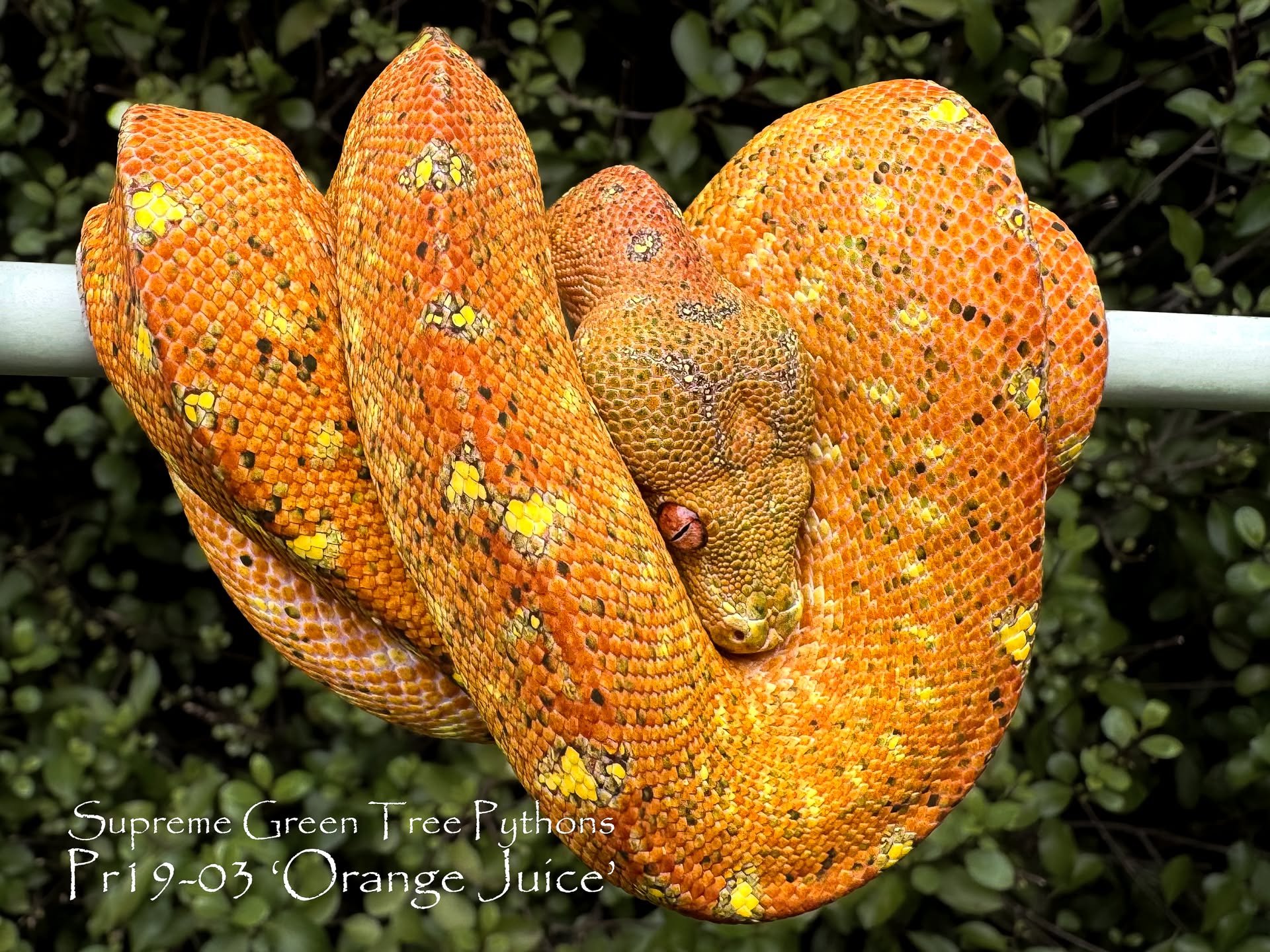 Red hatchy from our 2024 pairing #19 🔥😮🍊
#snakesofinsta #chondro #utaraensis #snakesofinstagram #greentreepython #moreliaazurea #Morelia #reptilesofinsta #reptilesofinstagram #chondropython