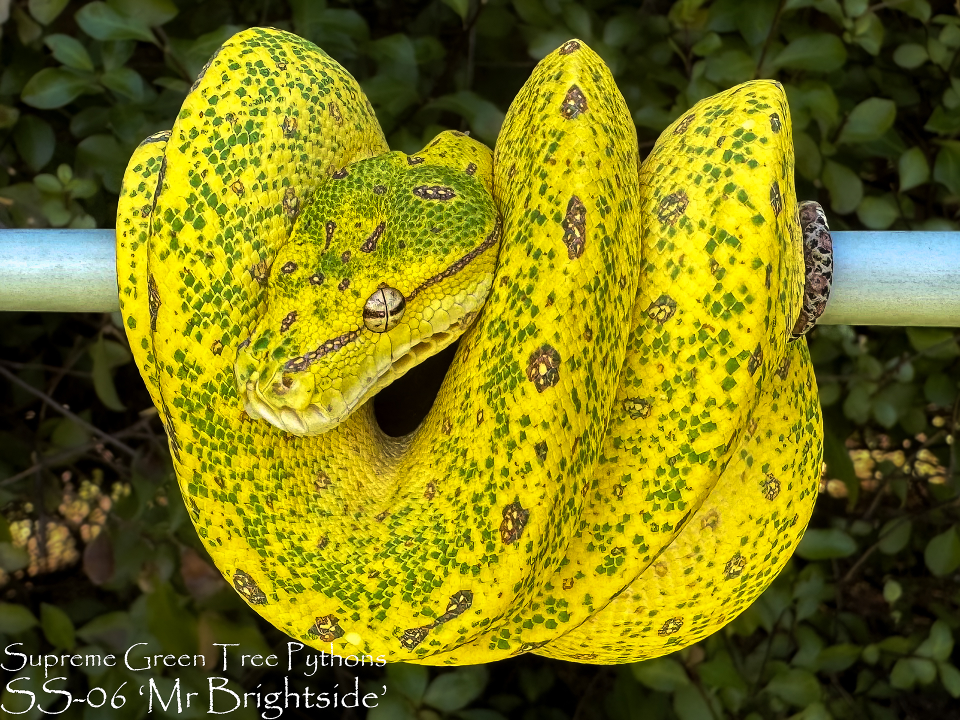 Hoping this guy passes on his high yellow genetics in future breeding seasons 💛🐍⭐
#chondropython #reptilesofinstagram #Morelia #greentreepython #utaraensis #snakesofinsta #reptilesofinsta #chondro #moreliaazurea #snakesofinstagram