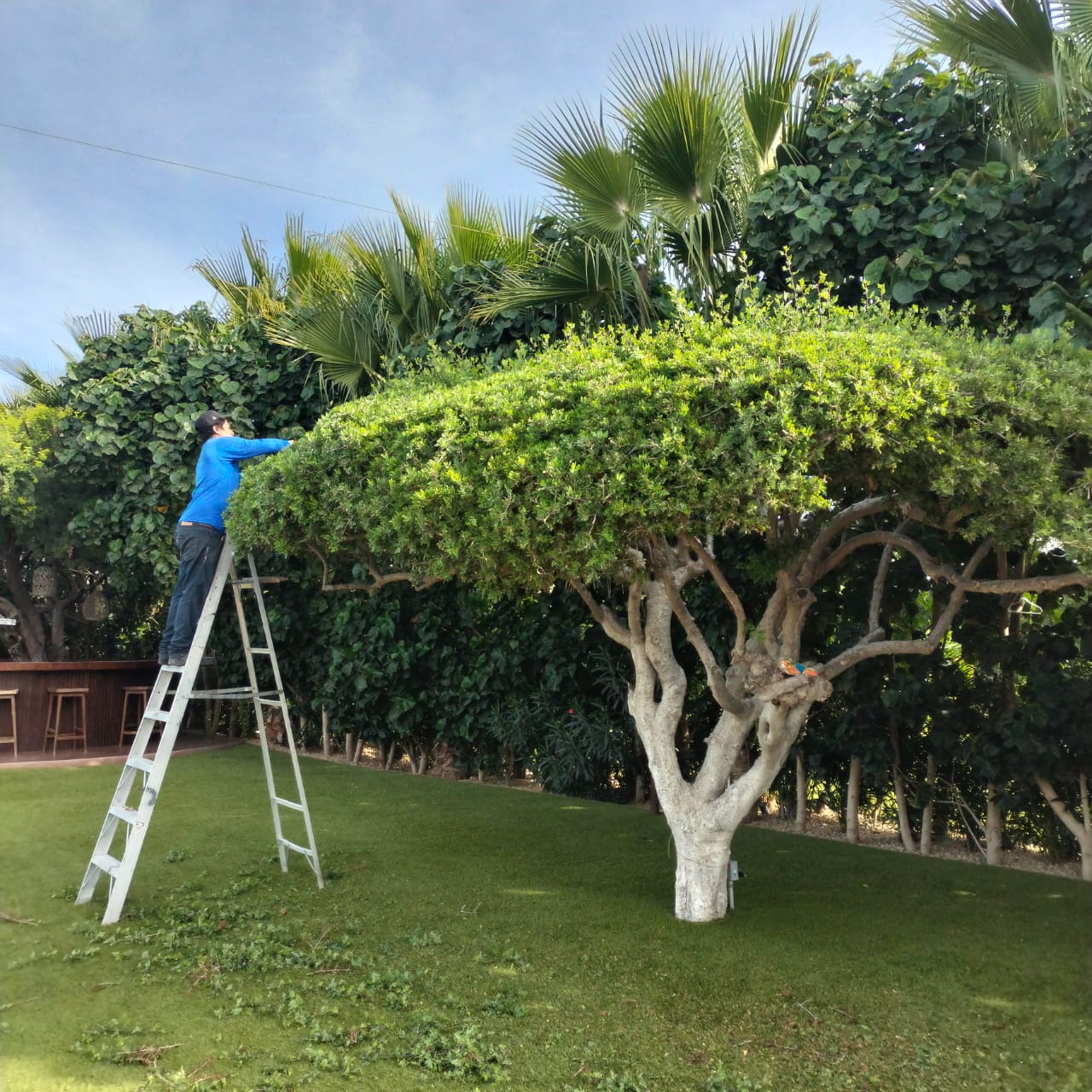 🌱 Tu jardín siempre en las mejores condiciones 🌱
En Jardinería Mirandas te ayudamos a mantener y renovar la imagen de tu casa, negocio o privada con nuestro servicio de jardinería y mantenimiento mensual.
Nos encargamos del cuidado, limpieza, poda y detalles que hacen que tus áreas verdes luzcan siempre ordenadas, saludables y con vida, sin que tú te preocupes por nada.
📞 Cotiza tu mantenimiento mensual: 624 358 2814