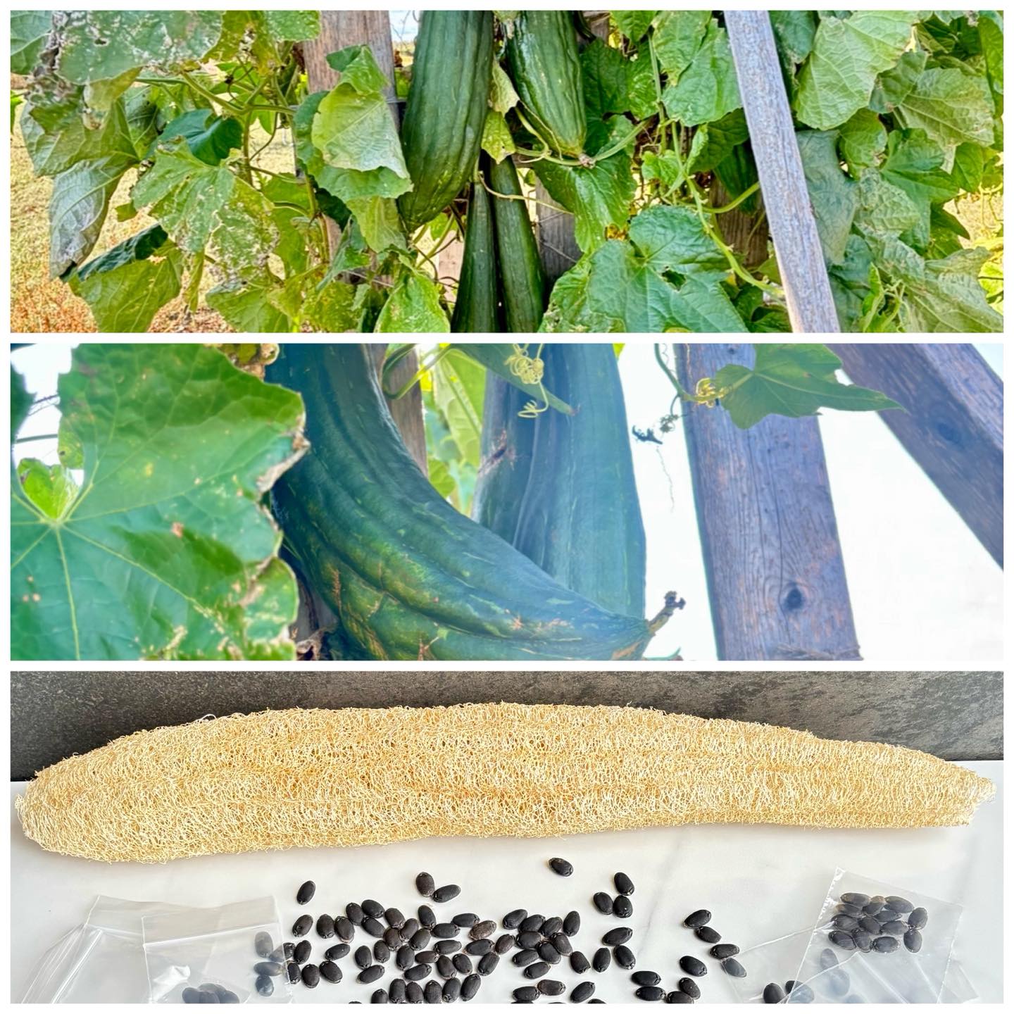 We’ve been a little quiet… but we’re back 🌱
With March just around the corner, it’s time to start planning our loofahs and sowing seeds.
✨ Loofah seeds are now available. ✨
Let the growing season begin.
#MudCreekSoapery #LoofahSeason #BackToGrowing #LoofahSeeds