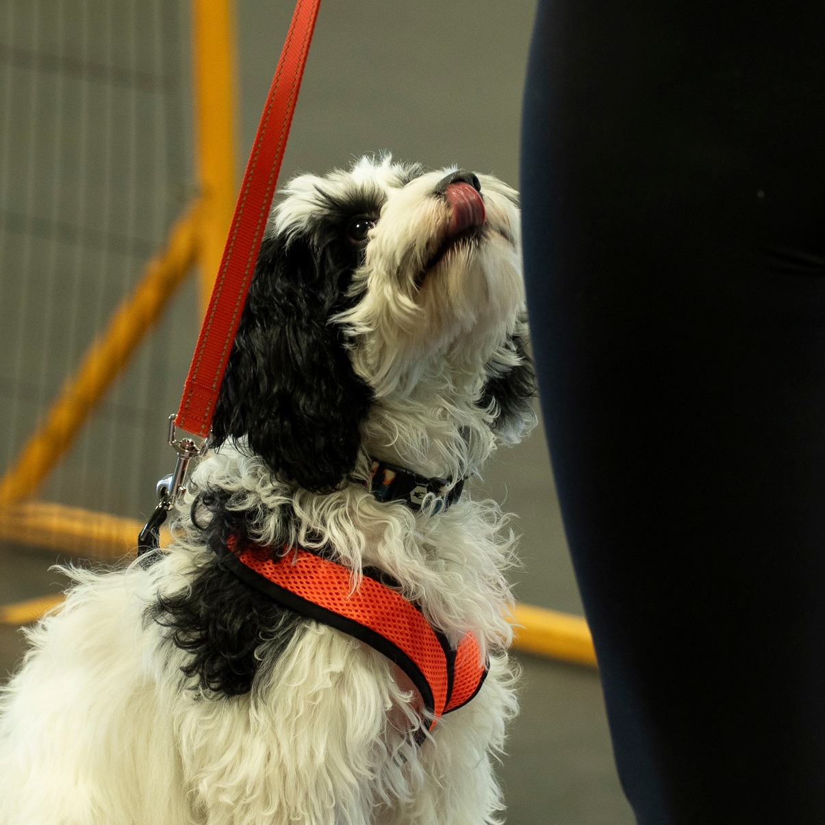 Puppy Kindergarten kicks off tonight at 5PM!🐶🎓
Got a little (furry) one at home? This intro class is designed for puppies 9 weeks to 5 months old and focuses on building strong foundations, confidence, and good manners from the start. It’s never too early to start setting your pup up for success!
Have questions? Reach out! We’d love to help you and to see you one of our classes!
🔗 www.CascadePetCamp.com
📲 (541) 354-2267
📍3085 Lower Mill Dr
Hood River, OR 97031