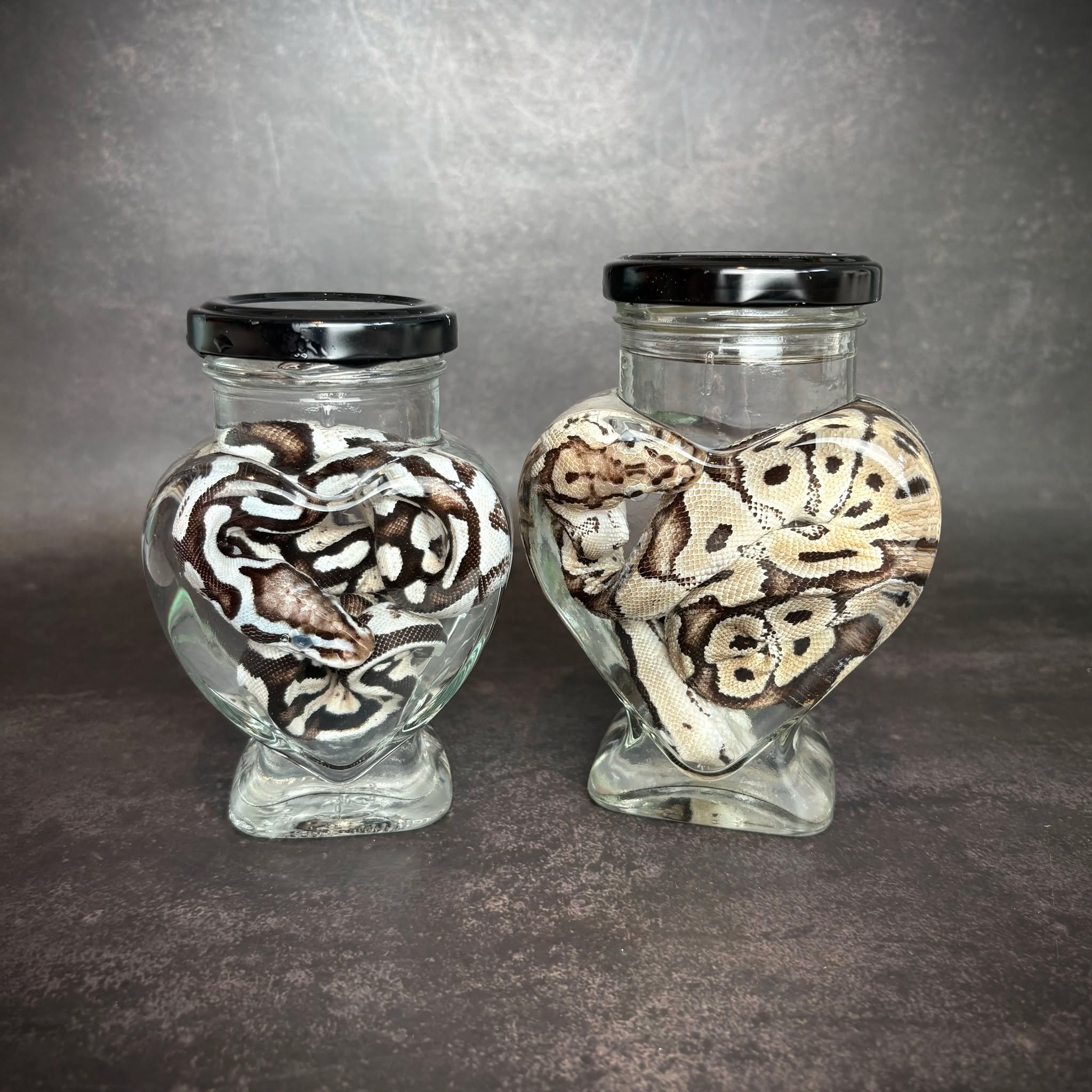 These two Royal Python wet specimens are ready to find a new home and have been listed on the website.
Attending Taunton Invert Show this weekend run by @invertshowsofficial? Then don't fear as we will have a few more wet specimens available on the day.
#taxidermyart #naturalhistory #taxidermy #SmallBusinessLove #SpecimenArt #NaturalHistoryArt #OdditiesAndCuriosities #WetSpecimens #CollectorsCorner