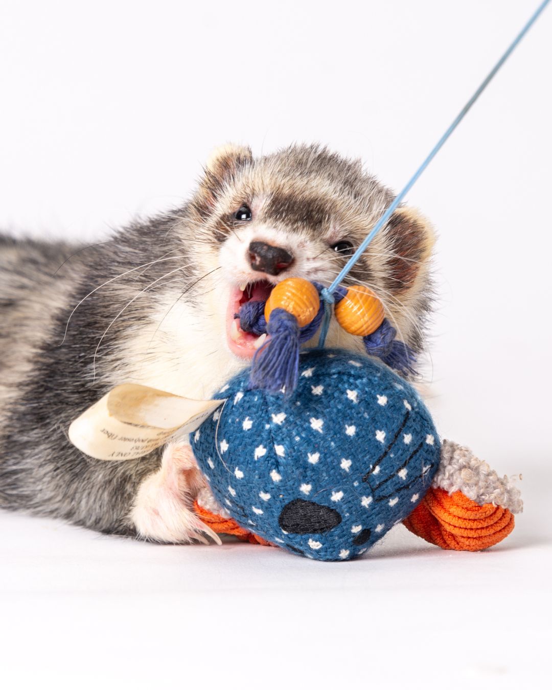 Ferrets are ferocious. But when the toy is bigger than his head? EXTRA ferocious.
Ferret photography and more from Toe Beans Pet Photography. Serving Miami Dade, Broward, Palm Beach, Monroe, Collier, St. Lucie, and Martin Counties.
