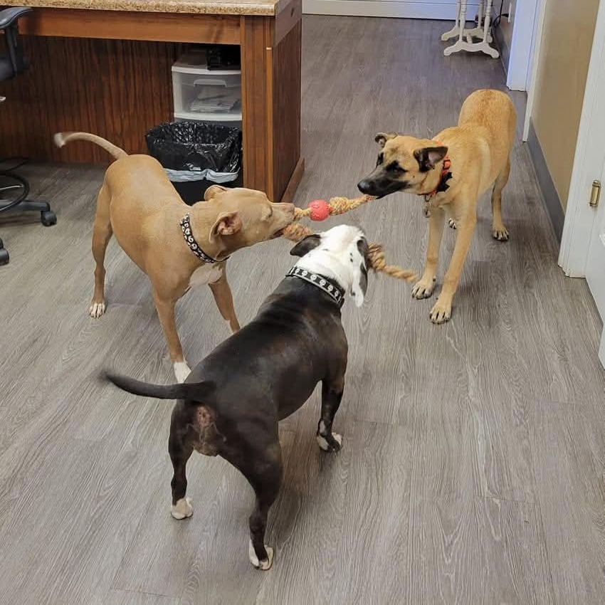 February 19th is International Tug of War Day!
-Tug of war was played in ancient Egypt, Greece, China, and India. It originated in ancient ceremonies, and then came to be used to train warriors, entertain kings, and settle disputes.