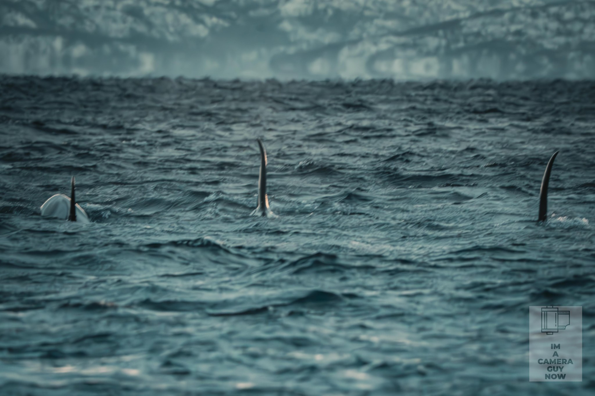 4/5. Some of these work, some don't. Couple are soft, couple I've pushed way too hard trying to save them. Learning curve documented
#ImACameraGuyNow #OneMistakeAtATime #arcticnorway #arcticfinland #wildlifephotography #auroraborealis #coldweathershooting #70n #norwegianphotography #finnishlapland #photographyjourney #realnotperfect