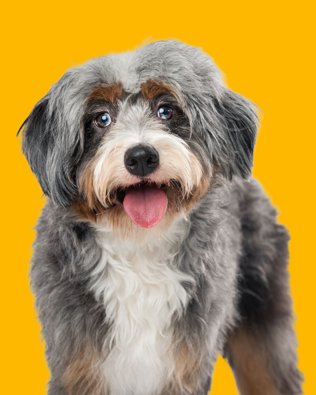 We photographed @prissy_little_missy_ for @thepetjournalmagazine cover last year and this is one of our favorite outtakes from the session!
In total we’ve photographed over 500 pets now–wowza!
We’re grateful for the South Florida dog community, amazing puppers like Missy, and to be able to do what we love every day: photograph your pets!
