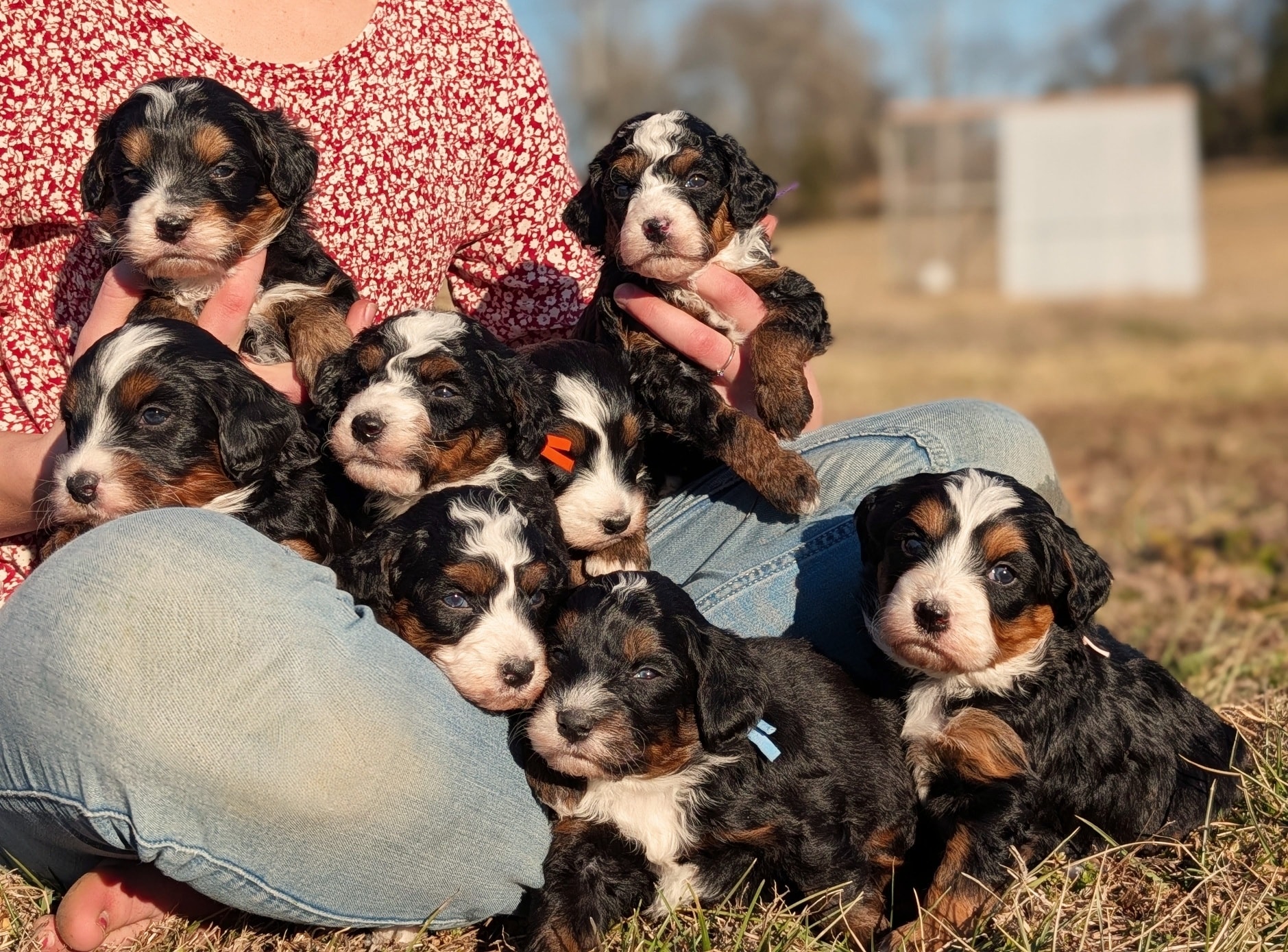 😍😍😍 How can you resist?! Only one spot left for this litter!!!
#bernedoodle #puppyoftheday #doodles #doodlelove #bernedoodles #bernedoodlepuppies #bernedoodlesofinstagram