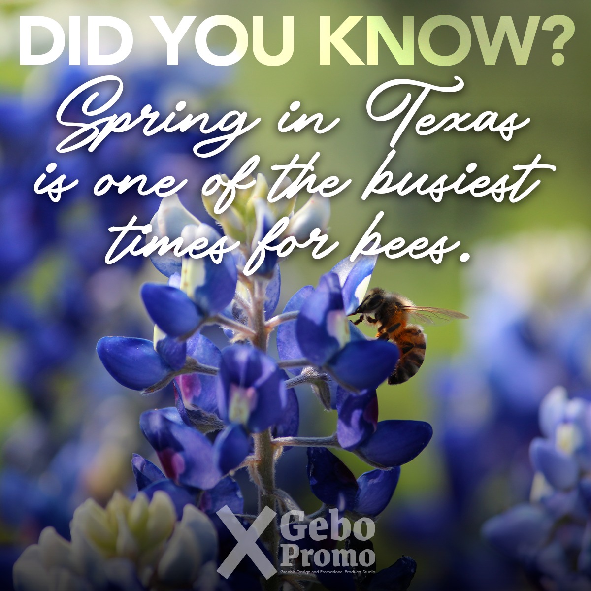 Did You Know?
In Texas, early spring wildflowers like bluebonnets 💙 provide important nectar for honeybees 🐝 and native pollinators.
As temperatures warm, bee activity increases across the state as they gather food for their growing colonies. 🍯
Spring in Texas is one of the busiest times in the hive. 🌼
#DidYouKnow #TexasSpring #TexasWildflowers #BeeFacts #Pollinators #honeybees #bluebonnets