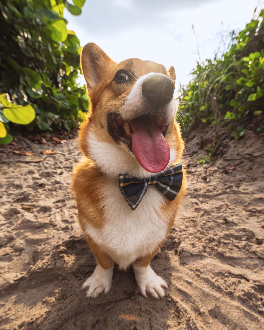 PSST! Hey you! Just a reminder that you too can have photos like this of your dog.
Let’s get you scheduled! Visit our profile link to reserve your session.
P.S. - We love beach photoshoots and we love a good close up 📸