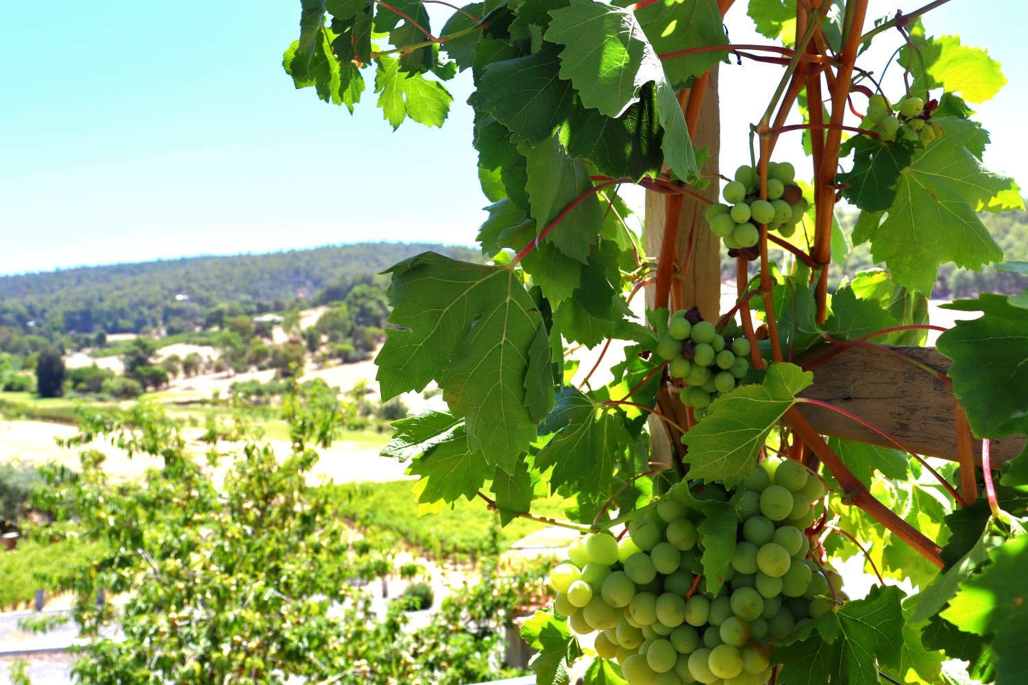 The Weekend is here!
Visit us for a nice chilled glass ๐ฅ ๐ท Open 1130-4