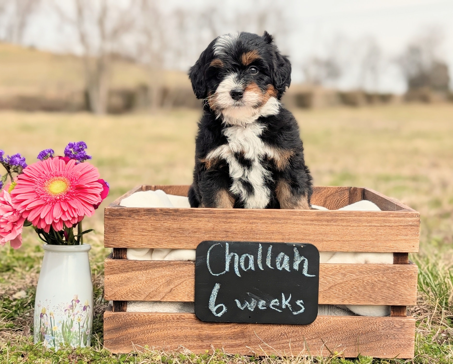 Our Bread Themed litter are six weeks and everyone is just beautiful! 😍 Puppy choosing is this weekend and still 1 boy left!!
#bernedoodles #bernedoodle #puppylove #puppyoftheday #doodles #minibernedoodle #bernedoodlesofinsta