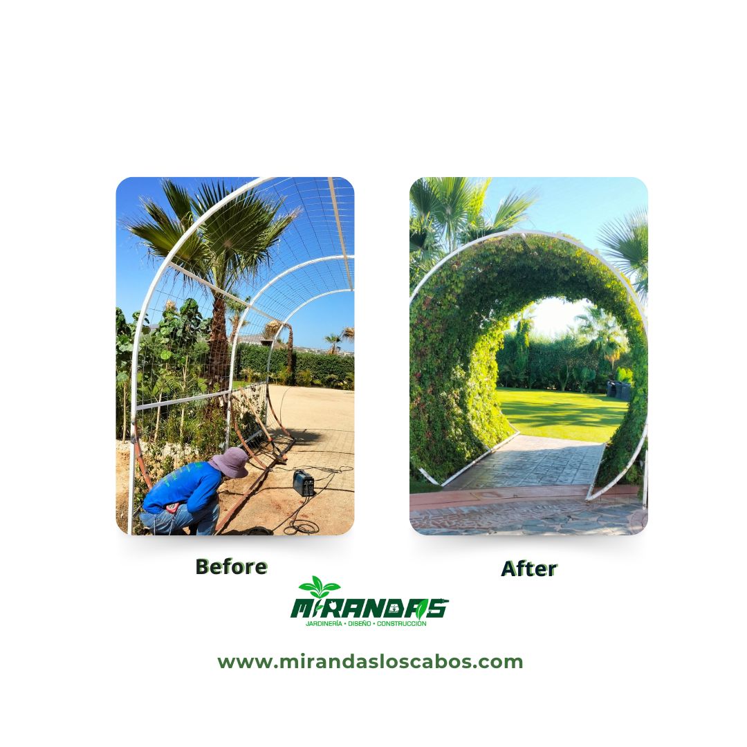 ✨🌿 Arcos decorativos que realzan tu jardín 🌿✨
Algunos de nuestros clientes nos han solicitado arcos con estructura metálica y elementos decorativos, ideales para darle un toque elegante y especial a sus espacios exteriores.
Son perfectos para entradas, jardines residenciales, eventos o áreas que buscan destacar y crear un punto focal único.
Te mostramos algunos ejemplos de nuestro trabajo 👇
Si necesitas un diseño personalizado o deseas un presupuesto, envianos un mensaje.
📞 624 358 2814