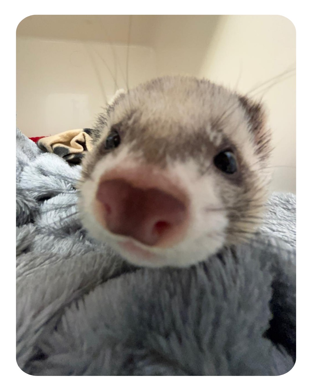 Meet Ozzy, a very sweet ferret, who came into see us recently for his vasectomy.
We sometimes perform vasectomies in male ferrets rather than castrations. For those unaware, castration is removal of the testicles, whereas a vasectomy is the removal of part of the spermatic cord. Both procedures render the ferret infertile, but preservation of the testicles means the male ferret retains his libido.
This can be very important when female ferrets come into season, as unless they are mated, they can become very anaemic and unwell and in some cases this can be life threatening. Vasectomised male ferrets are therefore used to mate female ferrets, preventing the female from becoming unwell, and at the same time insuring there are no unwanted pregnancies.
As you can imagine performing a vasectomy on an animal weighing 2kg is a delicate procedure-but (as ever) Luis did an excellent job. After the portions of spermatic cord were removed, they were sent to the lab to confirm Ozzy’s infertility. We recently had confirmation Ozzy has been successfully vasectomised and has made a full and speedy recovery from his procedure.
Well done Ozzy and all involved in his care👏