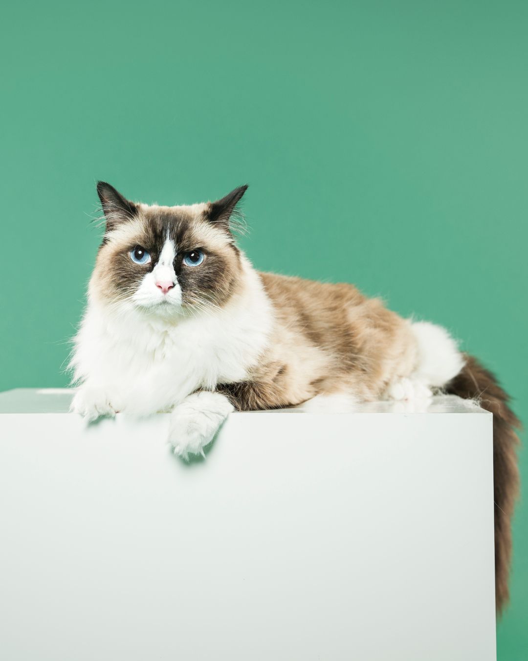 Happy St. Patrick’s Day from Muffin!
Wondering if Muffin is indeed happy? We can confirm that the RBF/grumpy cat vibe is surface-level only and Muffin is treated like a king by his parents who got him his own personal photoshoot, brush him daily, and treat him like the adorable baby that he is.
#ragdollcat #rbf #grumpycat