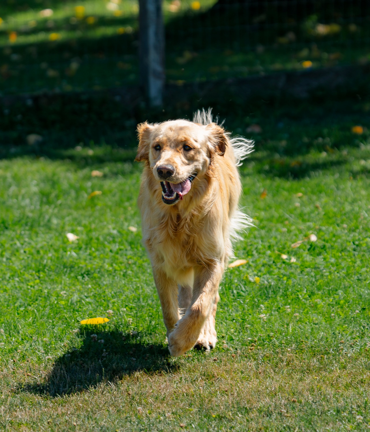 It feels like Spring is starting to bloom at Cascade Pet Camp!
The sunshine is peeking out, the tails are wagging, and those fresh-air zoomies are in full swing around campus. If your pup is ready to soak up the springtime fun, we’d love to have them join us!
Give us a call to learn more about enrolling in our doggy day care or to reserve a spot for overnight boarding while you head off for a Spring Break 😉
🔗 www.CascadePetCamp.com
📲 (541) 354-2267
📍3085 Lower Mill Dr
Hood River, OR 97031