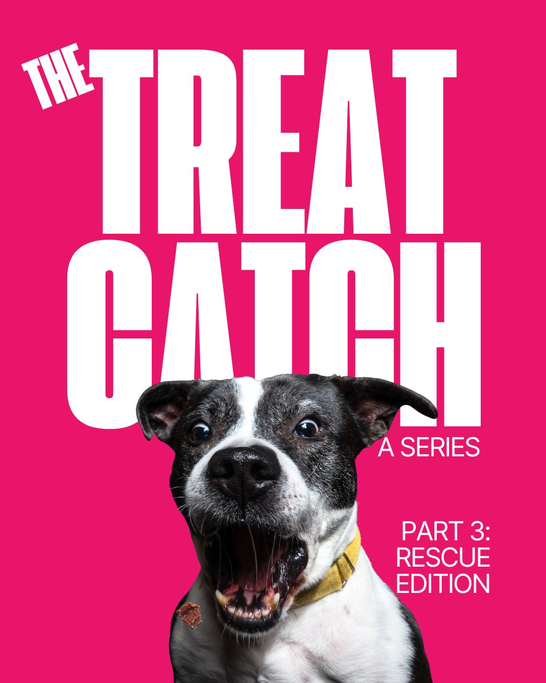 Rescue pups can treat catch too! These pupperinos were photographed as part of the Humane Society of Greater Miami’s senior dog campaign. They may be older, but that didn’t stop them from showing us their catching skills!
Want to do a treat catch photoshoot with your dog? We are SO down. Please contact us. We can’t wait to meet you and your dog (but we promise we won’t throw treats at you, unless you have M&Ms or something in which case we’ve had a lot of practice and pretty good aim so we can give it a whirl)!
#adoptdontshop #treatcatch #humanesociety