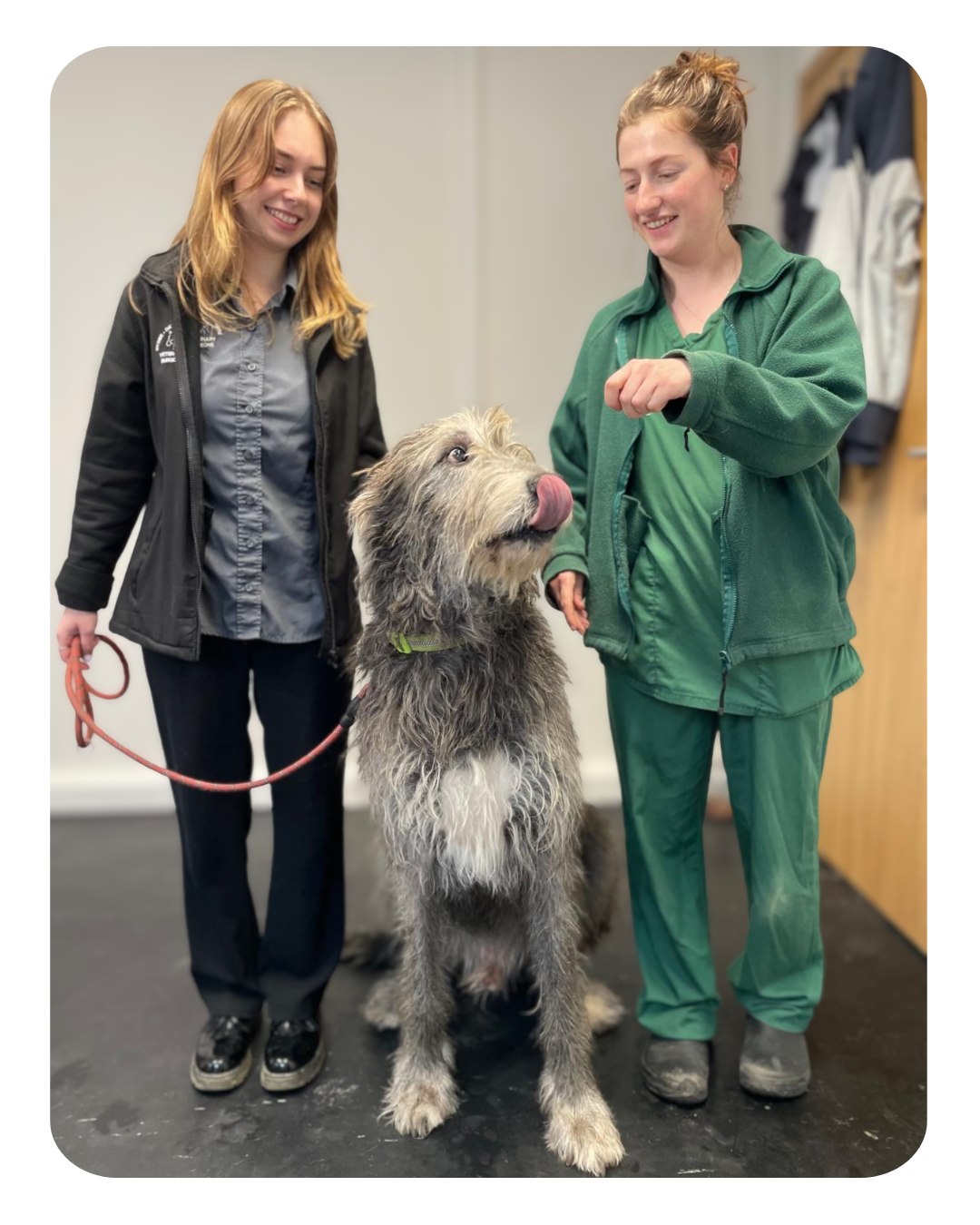Putting the ‘great’ in all creatures great and small- meet the magnificent Hagrid🐾
Hagrid is an Irish Wolfhound who came into see us for his vaccination recently. Here is our nurse Lily and receptionist Millie for scale to illustrate just how tall he is!