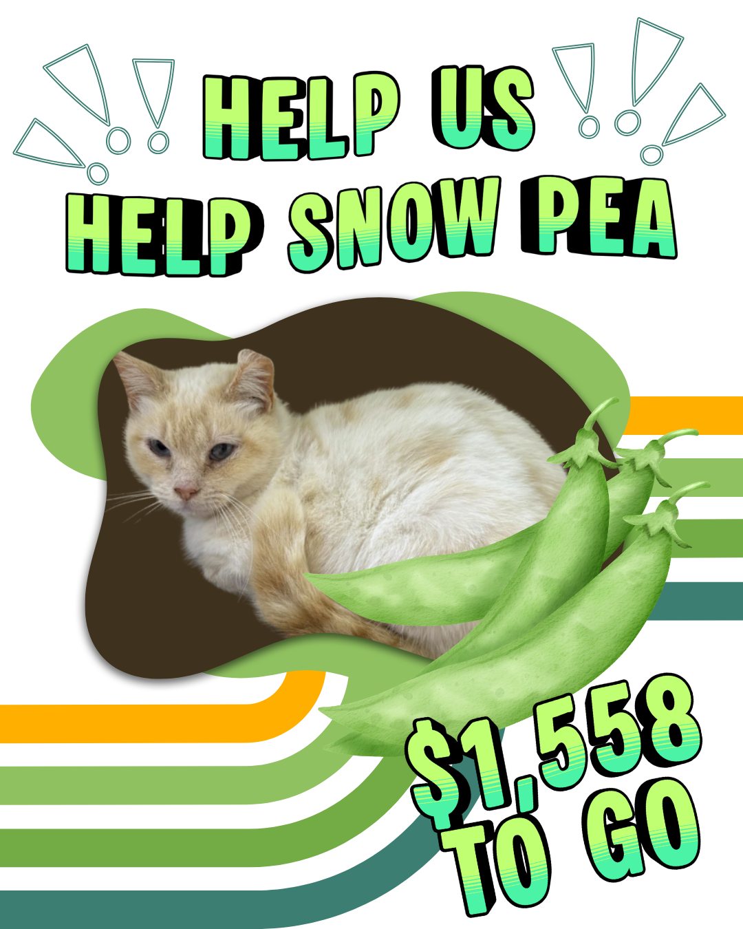 Good morning, friends! 🔅
We wanted to share a quick update on Snow Pea! Thanks to your kindness and generosity, we have raised $442 towards her care! We are so grateful for every share, donation, and comment of goodwill that Snow Pea has received!
Today is a big day for our girl! She is going in for her eye enucleation surgery, and while we know this will give her the relief she needs, and a chance at a pain-free life finally, we are still $1,558 short of covering her medical costs.
If you've been thinking about donating, sharing her story, or sending a little bit of those good juju vibes her way, now is the time! She is the sweetest little girl, and we cannot wait to share her healing journey with you all!
Thank you for standing with her, and beside us!
PayPal: FriNC
Venmo: FacilitateRescue
Zelle: FacilitateRescue