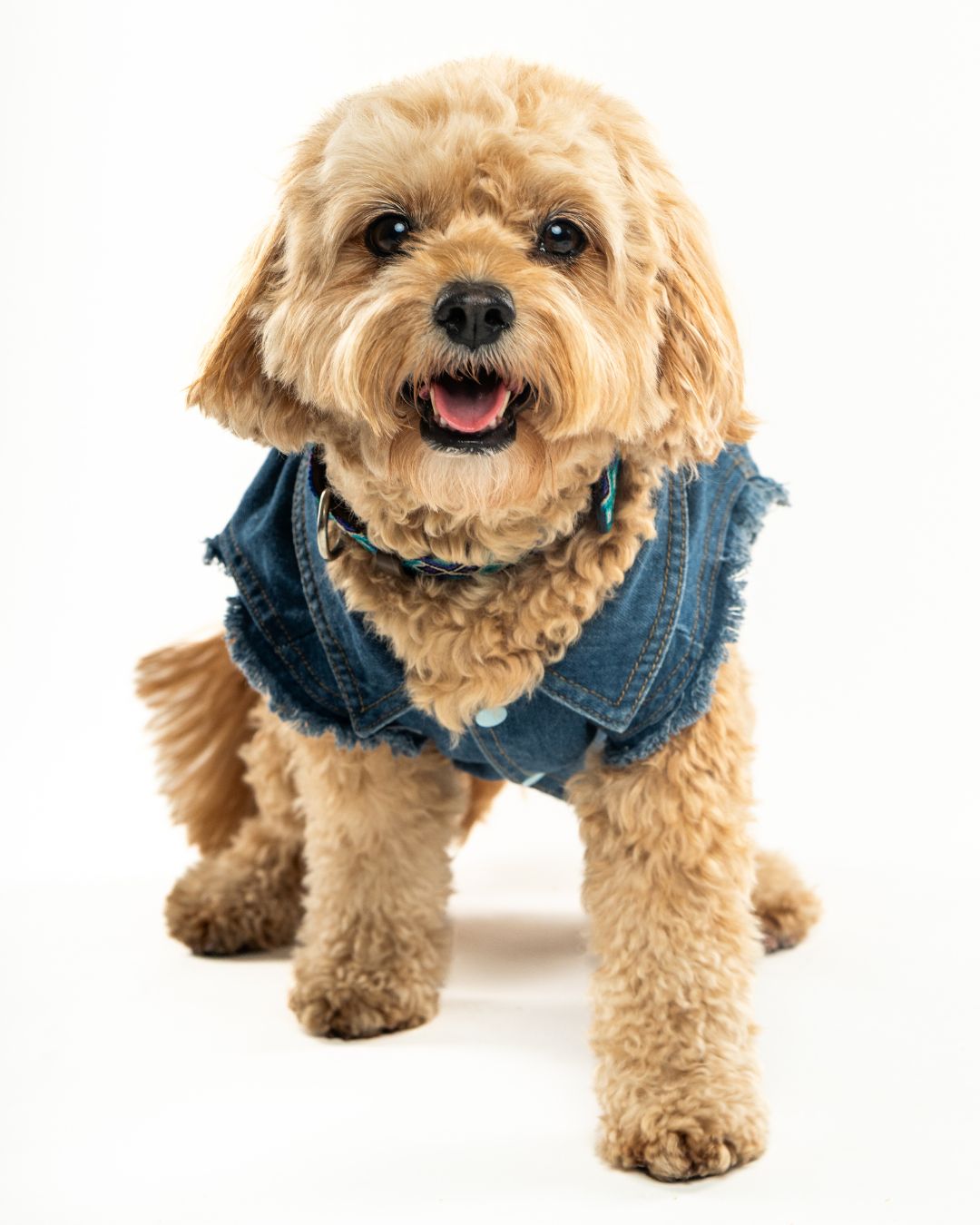 @matissethecavapoo strutted his stuff in his little denim jacket. 10/10. Perfect. No notes.
#dogphotographer #dogphotography #cavapooclub