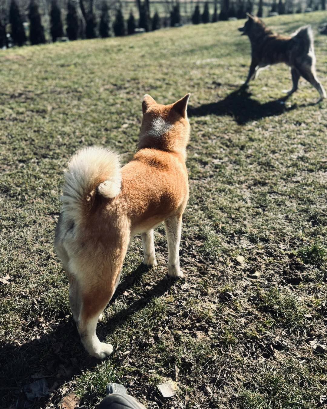 Kochana wiosno przybywaj 🌞 #futro #pieskiezycie #akitapuppy #akitaworld