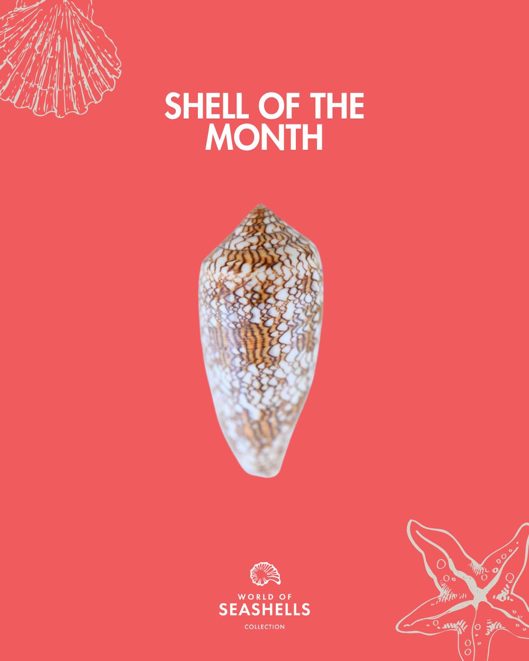Shell of the Month: Cylinder neovicarius 🐚
Native to the red Sea off the coast of Egypt, Cylinder neovicarius captivates with its elongated shape and near-perfect symmetry.
Highly valued for its delicate patterns, this shell reflects the beauty of marine life. You may have already found one during a walk along the beaches of Mauritius, a little ocean treasure.
#ShellOfTheMonth #CylinderNeovicarius #WorldOfSeashells #BelOmbre #Mauritius #OceanStories #BeachMauritius