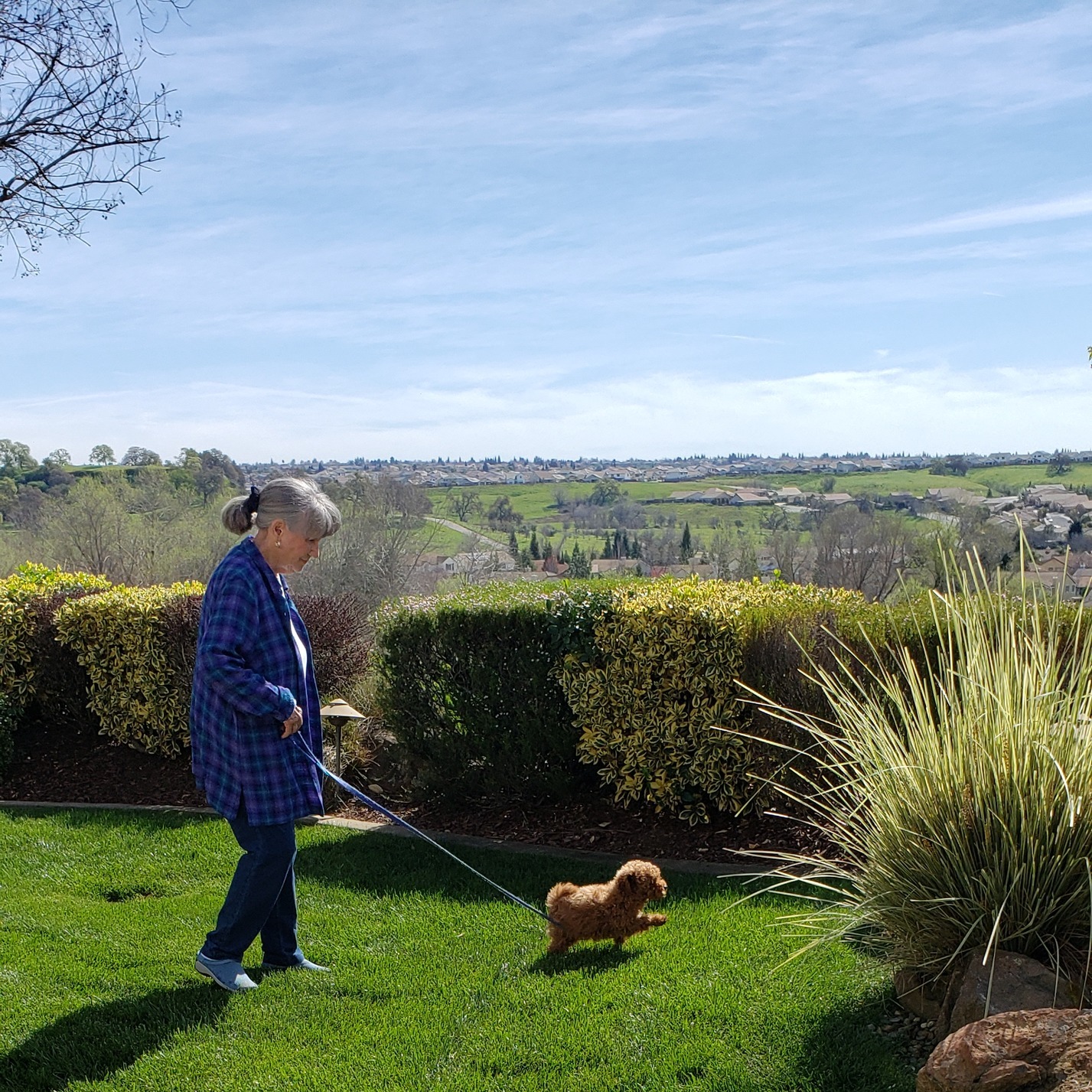 There is nothing better than getting messages like this 💛🐾
Triton, now Jackson, has officially made it to his new home in California safe and sound. We were so happy to hear that he arrived happy, beautiful, and full of energy. Even better, he had a good appetite and slept through the night in his crate without a single whimper. That is always such a blessing to hear.
Rich and Paulette, thank you for the kind words and for giving Jackson such a loving home. It means so much to us to know he is already settling in and so loved
#minipoodle #minipoodlepuppy #toypoodle #toypoodles #toypoodlepuppy #toypoodlelove