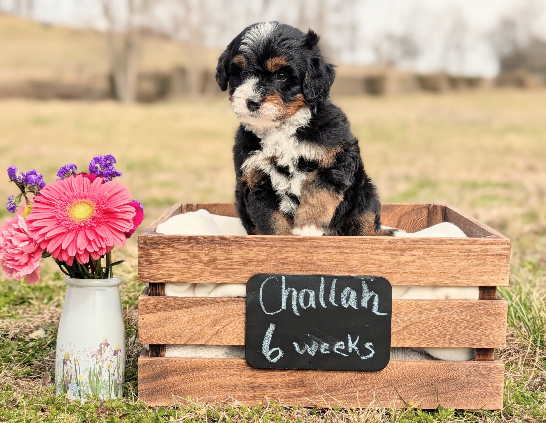 Puppy selections have been completed and this sweet boy is still looking for his forever family! He is playful, but SO snuggly and affectionate. He's got the absolute best personality! Estimated to be 25-30lbs.
#doodles #bernedoodle #bernedoodlepuppies #minibernedoodle #bernedoodlesofinsta