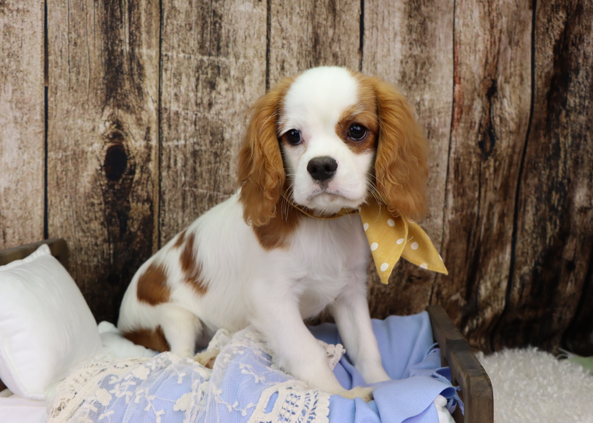 Sweet Mack 💛
Mack is a precious Blenheim Cavalier King Charles boy with the sweetest personality to match his good looks. He’s house trained and doing great with potty training and crate training. He’s well on his way to being the perfect little gentleman.
Mack would make a wonderful addition to just about any family and is ready to bring lots of love and tail wags into his forever home.
Call us today to set up a meet n’ greet with this special boy :)
📞 (260) 585-7477 (no texts can be received)
📧 wlc@upwardmail.com
➡️ Learn more about us and Mack at www.woodlandcanines.com
#cavalierpuppy #cavalierkingcharles #cavalierkingcharlespuppy #blenheimcavalierkingcharlespuppy