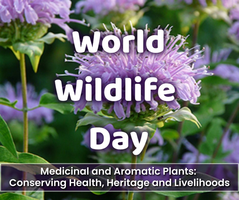 Today is World Wildlife Day!
The theme this year is, Medicinal and Aromatic Plants: Conserving Health, Heritage and Livelihoods.
Medicinal and aromatic plants (MAPs) are vital to human health and ecological balance. Around the world, species are used to treat and prevent illness. The World Health Organization notes their importance, especially in developing countries where 70–95% of people rely on traditional medicine for primary healthcare. MAPs underpin many health systems and remain essential to modern pharmaceuticals, as numerous drugs are derived from natural sources.
Beyond medicine, MAPs support industries such as cosmetics, food, and luxury goods. Their genetic resources and associated traditional knowledge have wide applications in agriculture, healthcare, and conservation, and fair benefit-sharing can help promote sustainable use and biodiversity protection.
MAPs also strengthen ecosystems by stabilizing soils, supporting biodiversity, and providing resources for pollinators like bees and hummingbirds. However, many species are increasingly threatened by habitat loss, overharvesting, and illegal trade, making their conservation a global priority.
#worldwildlifeday #medicinalplants #nativespecies #healthyecosystem