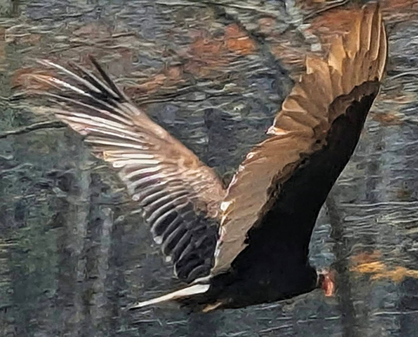 I was enjoying my morning walk this morning and came across this incredible bird of prey.
👉Okay this raptor is just a turkey buzzard but his wingspan is absolutely beautiful!