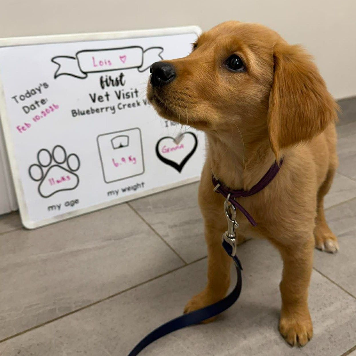 🍃 Hey Blueberries!! Warmer weather is here, which means the ticks are too!! 🍃
With temperatures warming up this weekend, ticks will start becoming more active in our area. These tiny pests can carry diseases like Lyme disease, that affect both pets and people, so it’s important to stay ahead of them with parasite prevention.
🐾 Check your pet for ticks after walks, especially around the ears, neck, between toes, and under their collars.
🐾 Avoid tall grass and wooded areas when possible. Make sure your pet is up to date on their parasite prevention medication.
🐾 Prevention is the best protection! If you’re unsure which tick prevention is right for your pet, our team at Blueberry Creek Veterinary Hospital is happy to help.
Stay safe and enjoy the warmer weather with your pets this weekend! ☀️🐶🐱
Don't hesitate to call OR text us at 613-264-2689 if you need more flea and tick prevention for your furry friend! 💙
#blueberrycreekvet #TickPrevention #PetHealth #SpringPetCare #DogHealth #CatHealth #VeterinaryCare #PetSafety #vetmed #perthontario