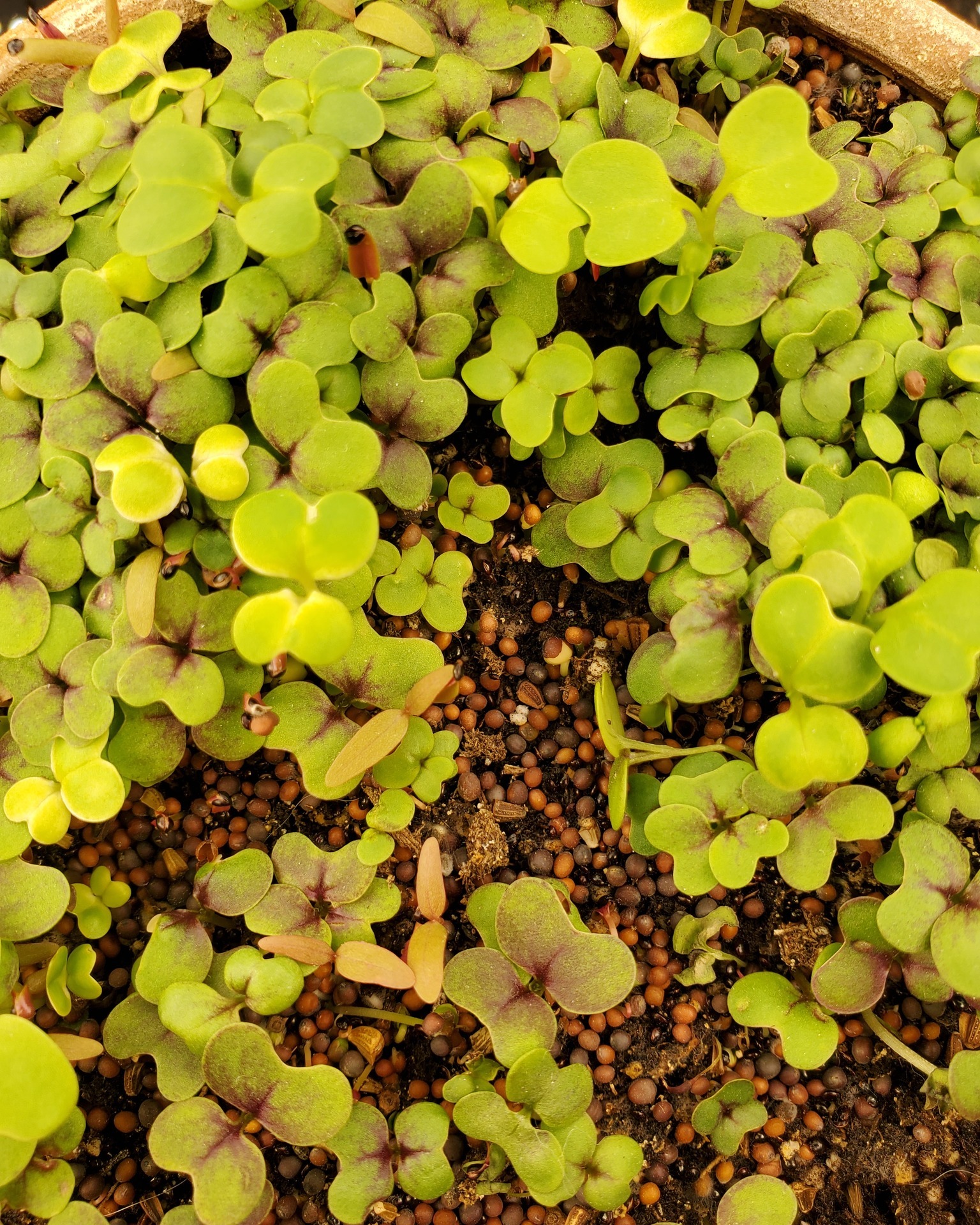 This is your sign to stop scrolling for a moment, and appreciate how intricate the natural world is. These leaves grew out of such tiny seeds, and will continue to reach out for the light.
May we too continue to reach for the light.