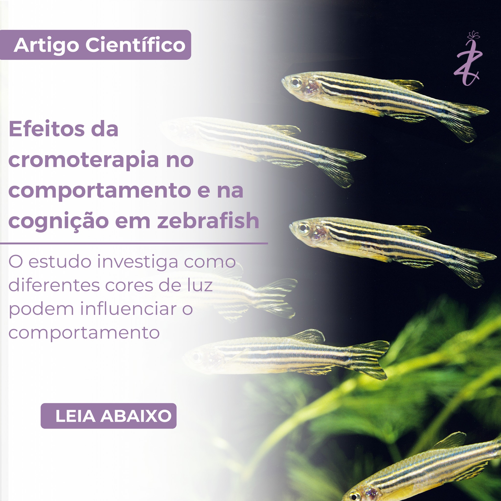 O artigo revisa estudos sobre cromoterapia, utilizando o zebrafish (Danio rerio) como modelo experimental, os autores discutem como diferentes cores podem modificar comportamento, cognição e respostas ao estresse.
A revisão indica que estímulos cromáticos podem alterar atividade locomotora, exploração do ambiente, interação social, aprendizado e memória, além de modular respostas ao estresse por meio de mecanismos neuroendócrinos e ativação de fotorreceptores sensíveis a diferentes comprimentos de onda.
Devido à sua sensibilidade ao espectro de cores e semelhança genética com outros vertebrados, o zebrafish é considerado um modelo importante para investigar os efeitos neurobiológicos da cromoterapia.
Quer ler o artigo na íntegra? Acesse em:
https://aos.ro/wp-content/anale/BVol14Nr2Art.15.pdf?utm_source
#cromoterapia #cromoanimal #cursoscromoterapiavet #veterinariaintegrativa #medicinaempeixes