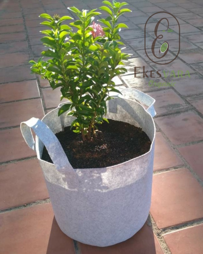 Want better yields from a small balcony?
Try grow bags — I’ll show you a compact, high-impact method. 🌱🪴
1) Choose Geo Fabric Grow Bags with UV protection and breathable sides.
2) Use a mix: 40% cocopeat, 30% compost, 20% garden soil, 10% perlite for drainage.
3) Fill bags to 2/3, plant seedlings, water well.
4) Prune roots by lifting and loosening soil every 6–8 weeks to encourage fibrous growth.
5) Ensure even drainage—elevate bags slightly and check holes after heavy rain.
6) Feed with balanced liquid fertiliser every 3–4 weeks.
This setup saves space and boosts plant health through air-pruning and better drainage.
Try it on your balcony and tell me what you plant!
Visit https://www.ekesvara.in/geo-fabric for recommended bags and mixes.
#UrbanGardening #GrowBags #BalconyGarden #SustainableLiving