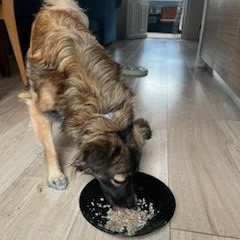 đ„© Lâalimentation est la base de la santĂ© de nos animaux
De nombreux problĂšmes peuvent ĂȘtre liĂ©s Ă lâalimentation :
âą allergies
âą problĂšmes digestifs
âą surpoids
âą manque dâĂ©nergie
âą troubles de peau
Une alimentation adaptée peut vraiment faire la différence.
Je vous accompagne pour :
â comprendre les besoins de votre animal
â choisir une alimentation adaptĂ©e
â mettre en place une transition alimentaire en douceur.
đ© NâhĂ©sitez pas Ă me contacter pour en discuter.
www.lrocket.fr