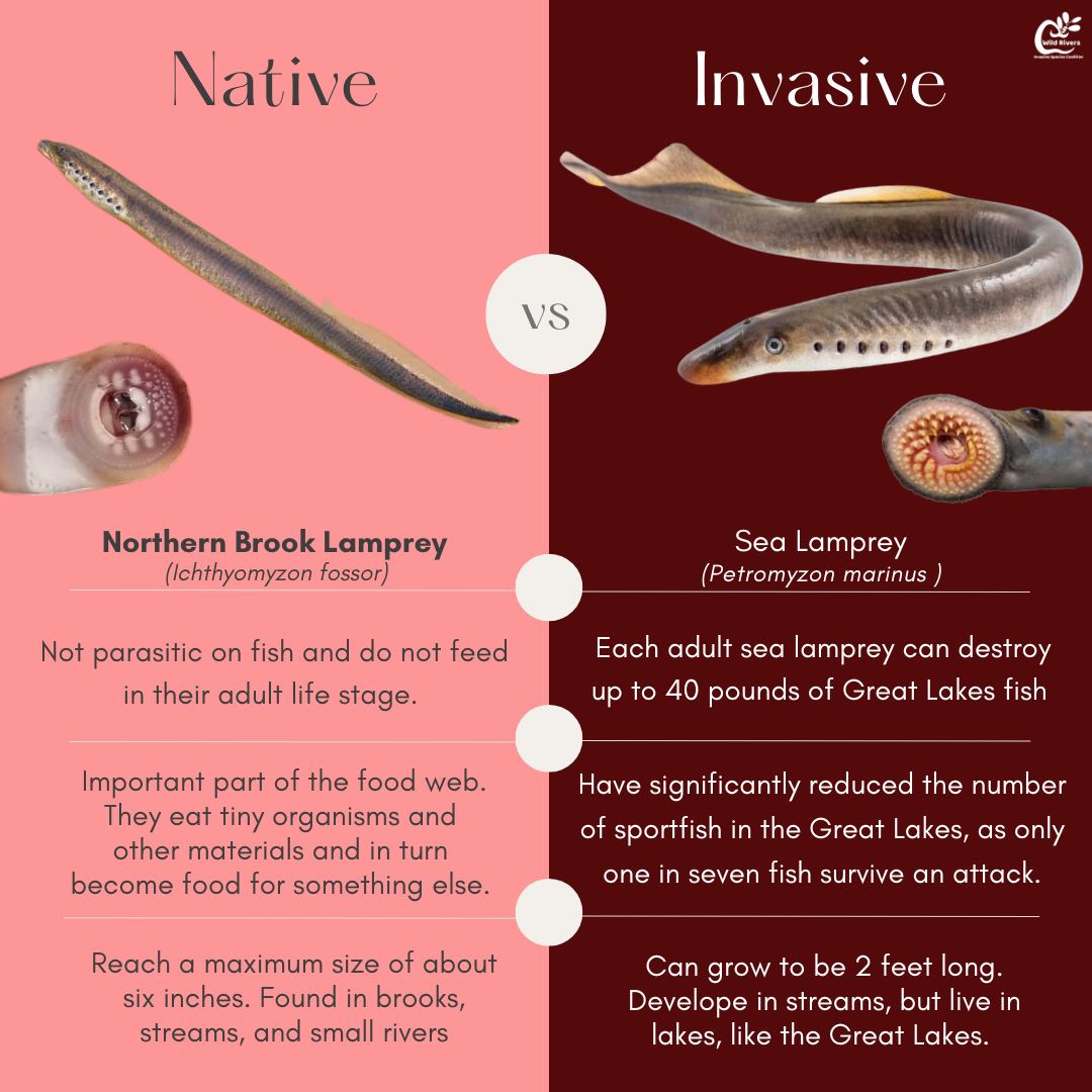 Welcome back to #WhatIsItWednesday! Today, we are comparing the native Northern Brook Lamprey to the invasive Sea Lamprey.
Northern Brook Lamprey are not parasitic; in fact, they do not feed during their adult life stage. Sea Lampreys are parasitic, attaching themselves to other fish and feeding on their fluids, killing them. This reduces the number of helpful native fish, and sport fish alike.
#sealamprey #AIS #invasivespecies #greatlakes #sportfishing