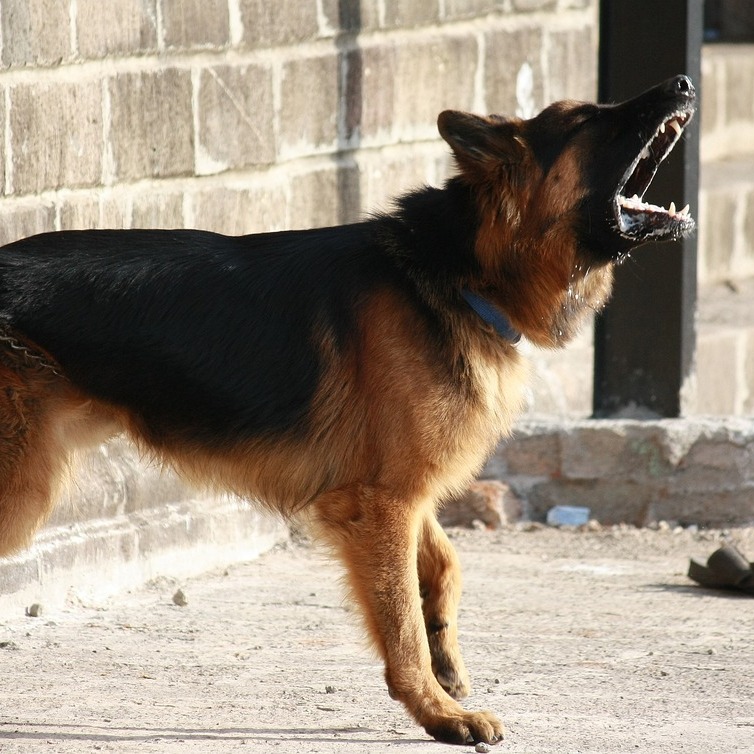 đŸ Votre chien a changĂ© de comportement ?
Aboiements, destruction, anxiĂ©tĂ©, agressivitĂ©, malpropretĂ©âŠ
Ces comportements ne sont jamais âjuste un capriceâ.
Ils sont souvent le signe que votre animal essaie de vous dire quelque chose.
Chaque chien est différent et derriÚre un comportement il peut y avoir :
âą du stress
⹠une incompréhension
âą un changement dans son environnement
⹠un besoin non comblé
En tant que comportementaliste animalier, mon rÎle est de vous aider à comprendre ce qui se passe et à trouver des solutions adaptées à votre chien et à votre quotidien.
Je propose des bilans comportementaux personnalisés pour vous accompagner.
đ Secteur : Revel, SorĂšze et alentours
đ» PossibilitĂ© Ă©galement en visio dans tous les pays francophones
NâhĂ©sitez pas Ă me contacter si vous rencontrez une difficultĂ© avec votre chien.
Lisa â LRocket đŸ
www.lrocket.fr