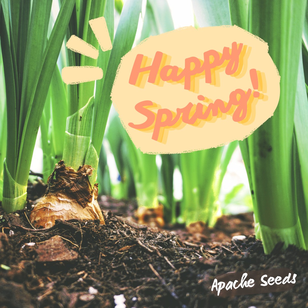 Happy first day of spring! We hope everyone has a lovely growing season this year! 🌱
.
#apacheseeds #yeg #edmonton #yeghorticulture #yeglocalbusiness #shopyeg #spring