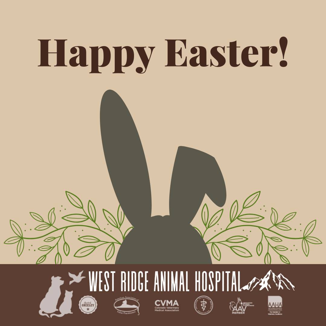 Happy Easter from all the "some-bunnies" at West Ridge Animal Hospital! 🐰🐾
We wish our wonderful Greeley community a day filled with joy, family, and maybe a few extra treats.
🚨 Quick Easter Pet Safety Reminder: Keep the chocolate bunnies, plastic grass, and toxic spring flowers (especially lilies for cats!) well out of reach of your furry friends today. Let’s keep the emergency visits to a minimum and the cuddles to a maximum!
Have a safe and happy holiday! 🌷
#HappyEaster #WRAH #GreeleyPets #EasterSafety #VeterinaryCare #GreeleyColorado #PetLovers #SomebunnyLovesYou