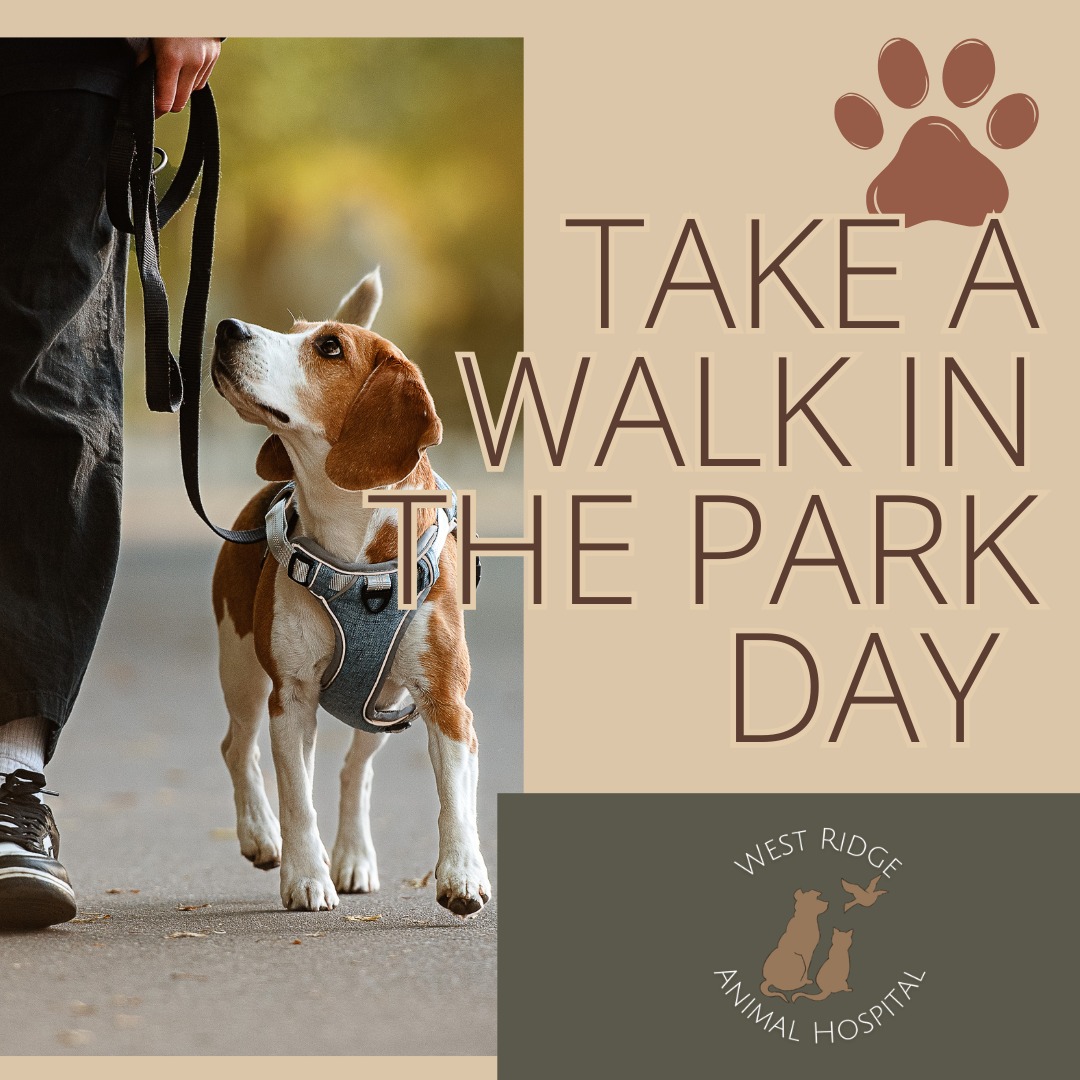 The Colorado sun is shining!
Grab the leash and head to the park.
It’s good for your pet’s health—and yours too!
#TakeAWalkInTheParkDay #ColoradoLife #ActivePets