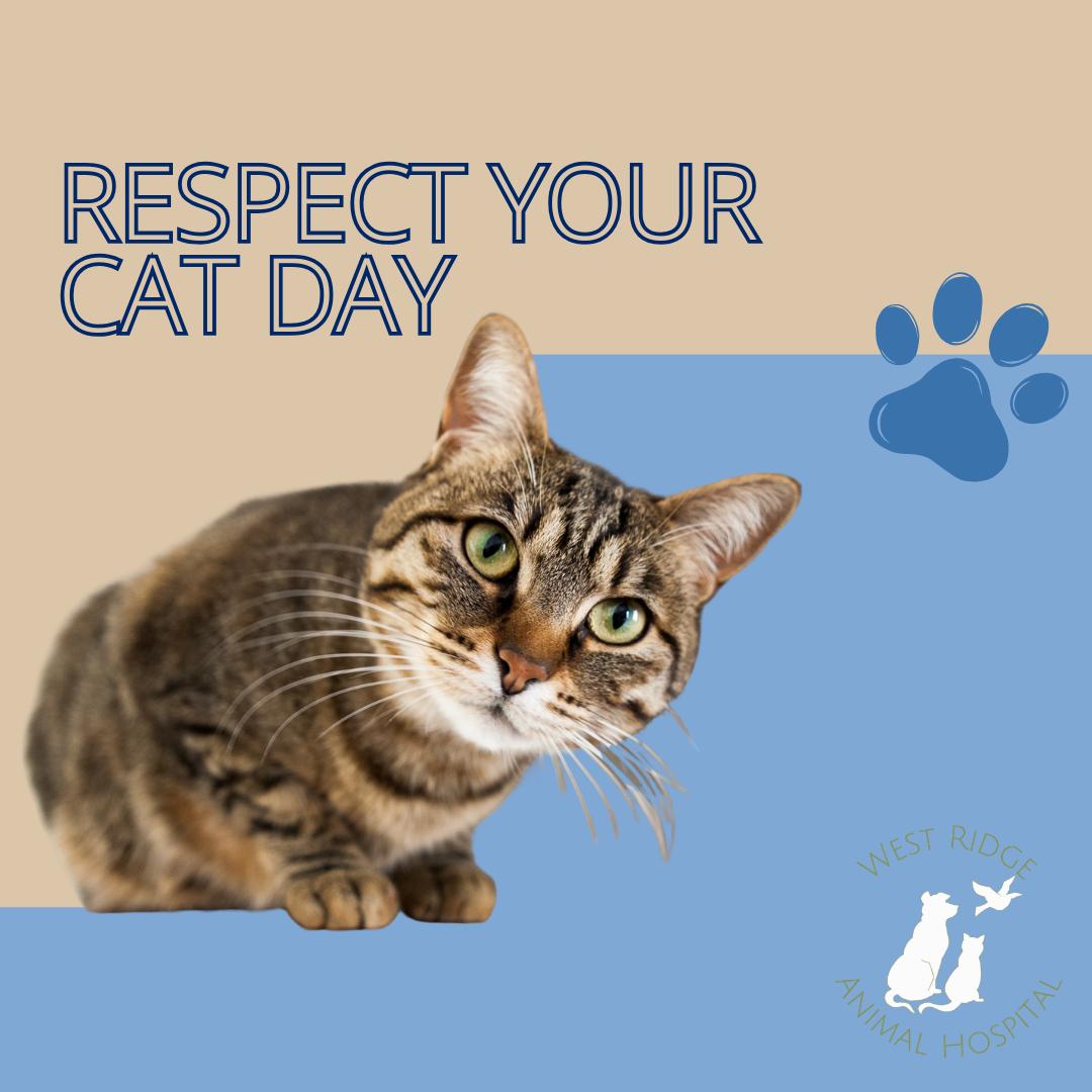 Cats appreciate their personal space!
Today is about respecting their boundaries—and maybe giving them an extra-long feather wand session.
#RespectYourCatDay #CatLogic