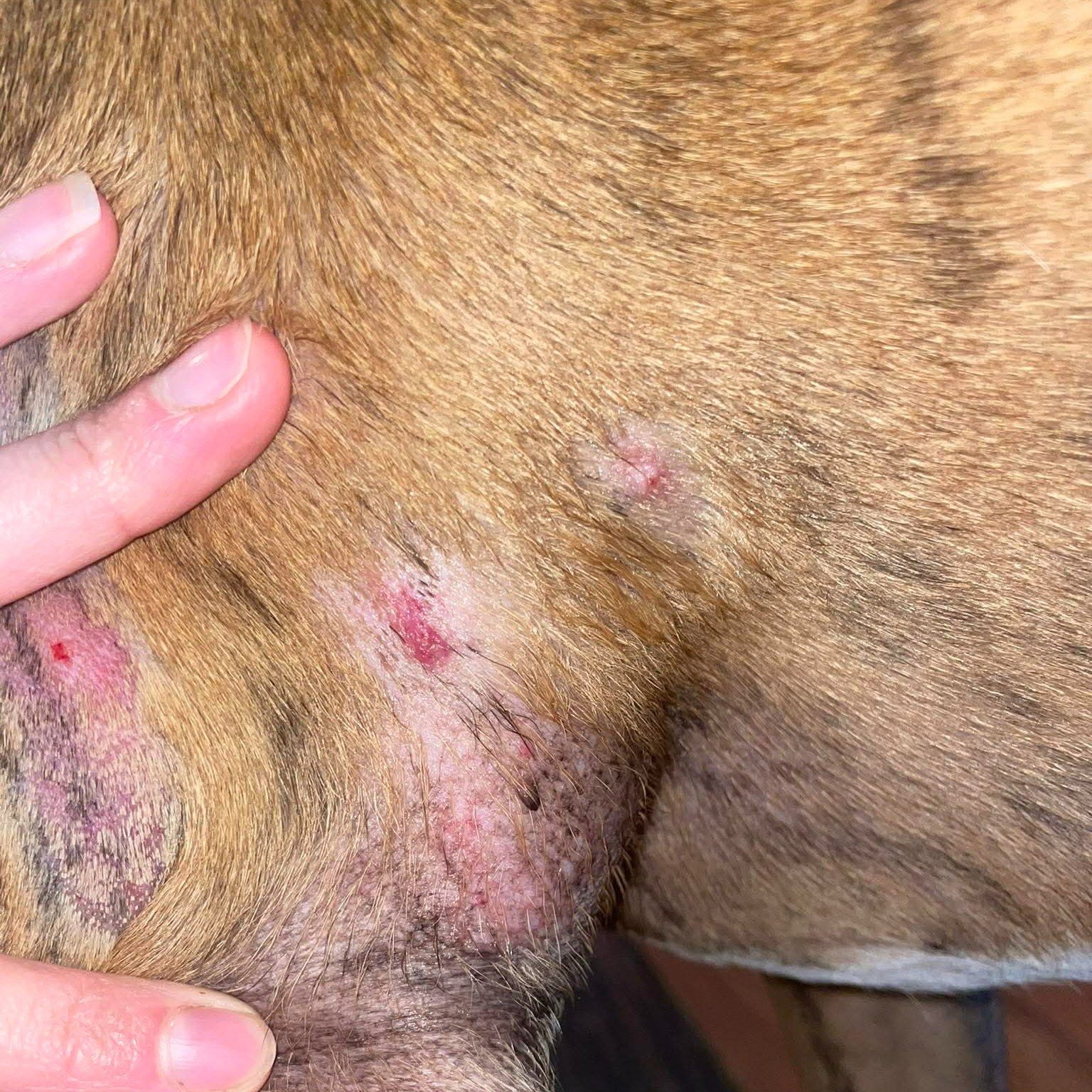 đŸ Cas de consultation de naturopathie : Orion
Jâai rĂ©cemment accompagnĂ© Orion, un chien de 5 ans et demi, lors dâun bilan en naturopathie.
Sa propriétaire me consultait pour plusieurs problématiques :
âą allergies alimentaires
⹠démangeaisons
⹠stress et anxiété
⹠sensibilité aux bruits
Lors du bilan, nous avons pris le temps dâanalyser :
â son alimentation actuelle
â son terrain allergique
â son mode de vie
â son Ă©tat Ă©motionnel
Nous avons ensuite mis en place plusieurs pistes dâaccompagnement :
âą ajustement de lâalimentation
⹠travail sur une seule protéine pour identifier les sensibilités
âą soutien naturel du terrain
âą accompagnement du stress
Chaque animal est unique, câest pourquoi lâaccompagnement est personnalisĂ©.
Merci Ă la propriĂ©taire dâOrion pour sa confiance đ¶
đ© Si votre chien ou votre chat rencontre des problĂ©matiques similaires, nâhĂ©sitez pas Ă me contacter.
www.lrocket.fr