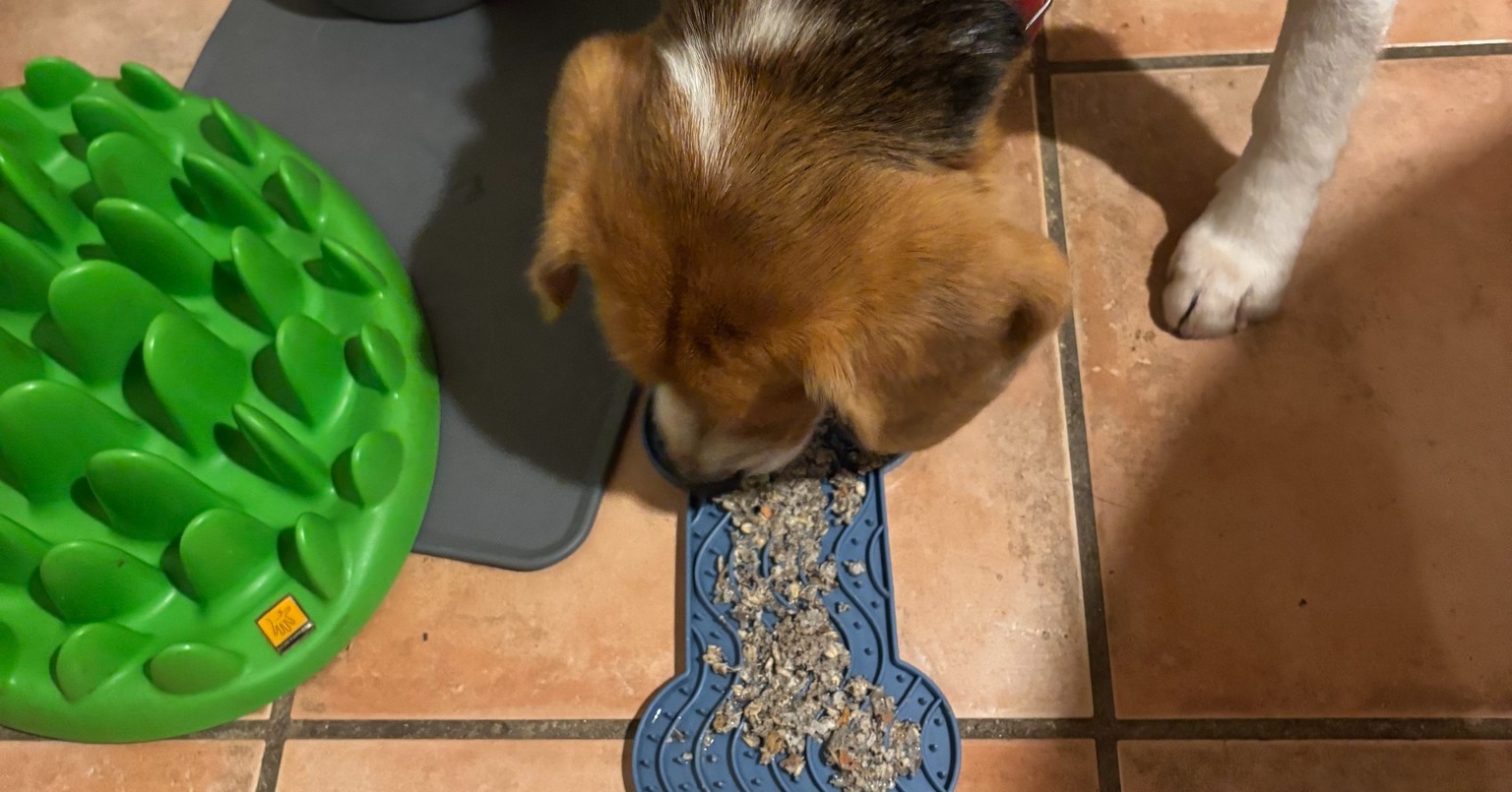đČ Des repas naturels pour vos chiens et chats
Je développe actuellement des repas préparés et équilibrés pour chiens et chats afin de proposer une alternative naturelle aux croquettes industrielles.
Objectifs :
â ingrĂ©dients de qualitĂ©
â recettes Ă©quilibrĂ©es
â alimentation plus naturelle
Certains chiens testent dĂ©jĂ les premiĂšres recettes⊠et les gamelles sont souvent terminĂ©es trĂšs vite đ
Si vous souhaitez en savoir plus ou tester :
đ© contactez-moi.
www.lrocket.fr