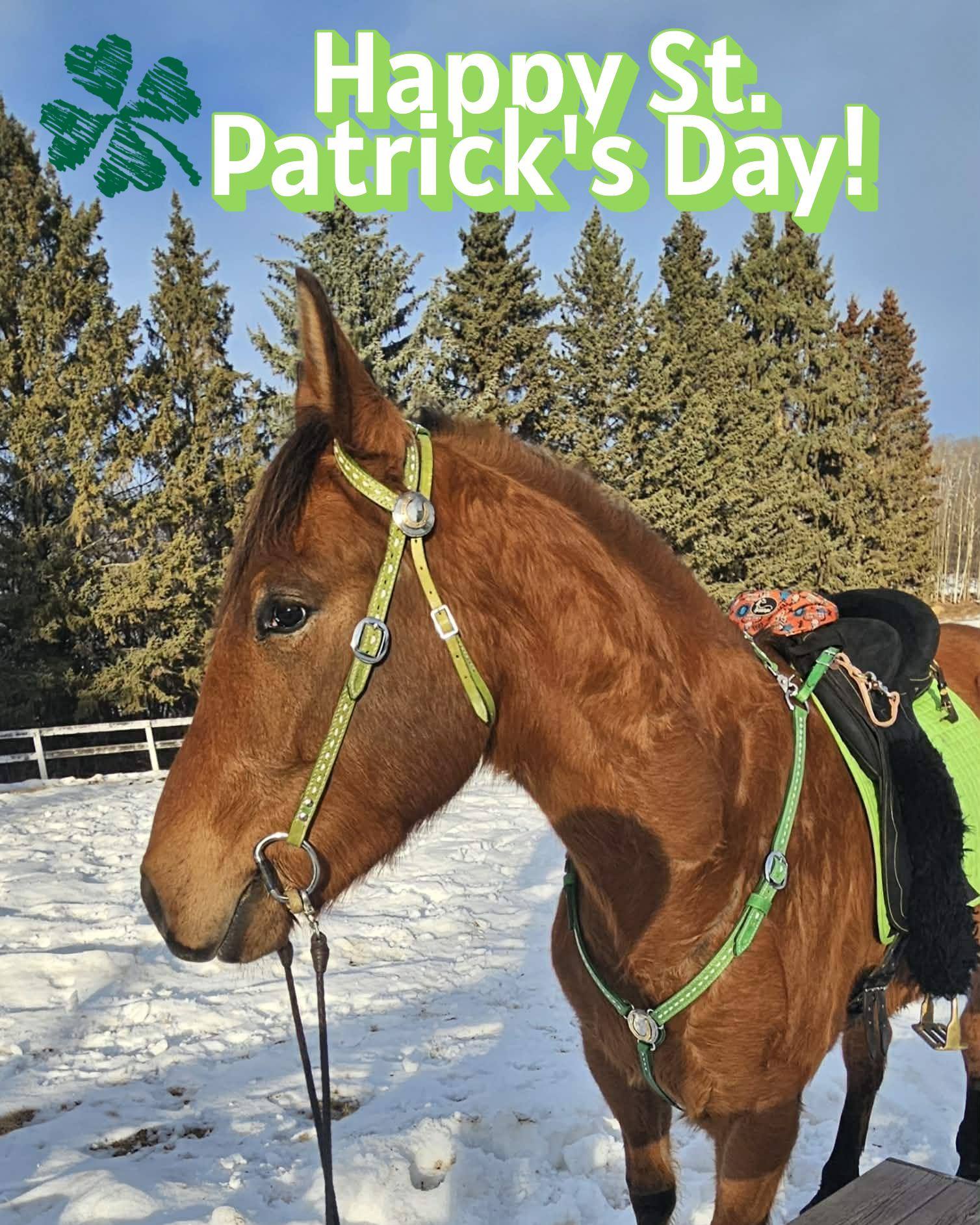 🍀Happy St. Patrick's Day from the horses of STALC! 🍀
#STALC #StPatricksDay2026 #horses