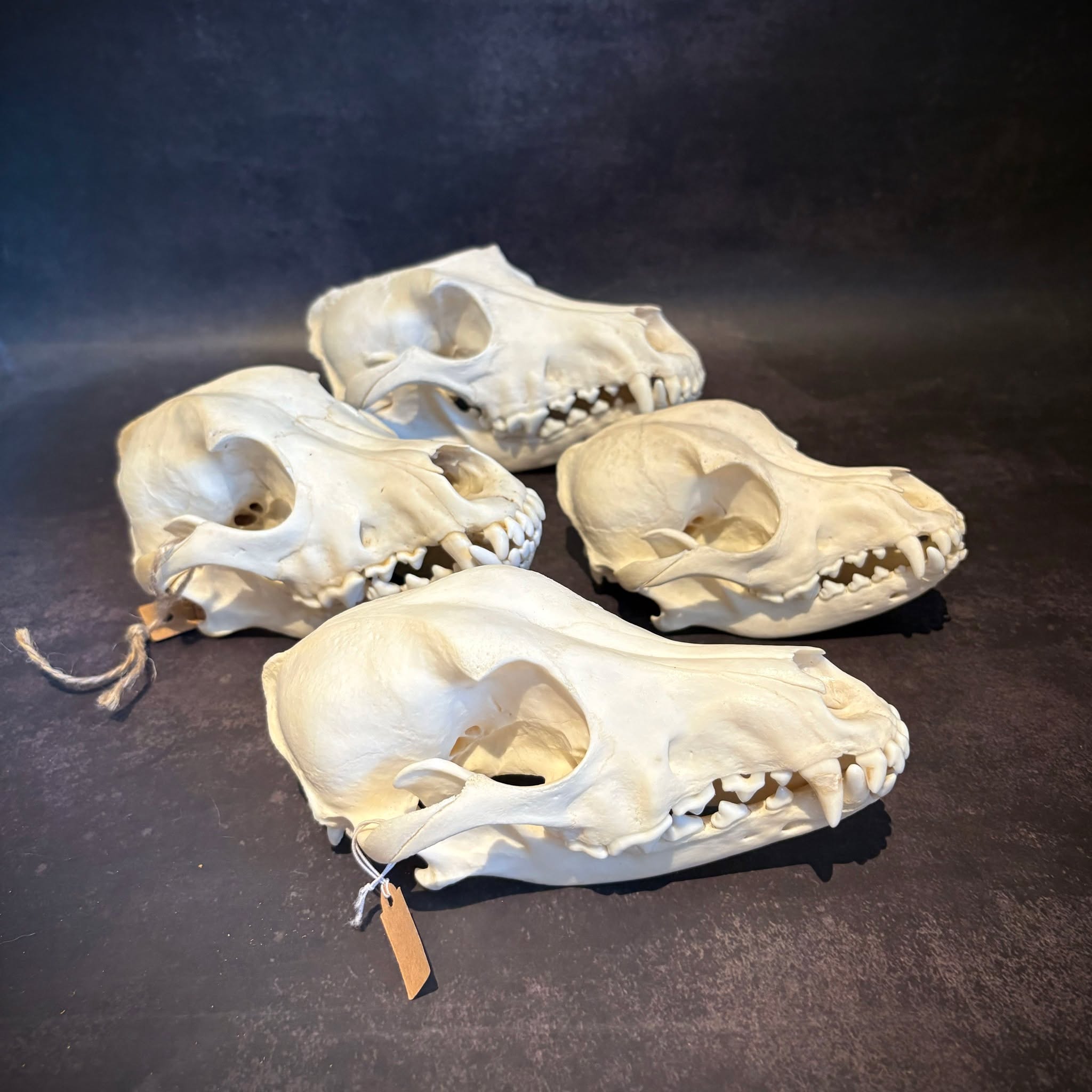 A rare opportunity for collectors 🐶💀
From my personal collection, I’ve released a small number of ethically sourced dog skulls. Cleaned, preserved, and perfect for study, reference, or display.
Canine skulls are fascinating from an anatomical perspective. Domestic dogs are the most morphologically diverse terrestrial mammal, with skull shapes ranging from extremely short-snouted to long and narrow forms. Making them incredibly interesting pieces for osteology collectors.
✨ Available now via the website.
🐶 Beagle, Mixed Breed, Cocker Spaniel and Poodle
#osteology #skullcollection #naturalhistory #ethicalosteology #bonecollecting #osteologycollection #skullcollector #vultureculture #odditiesandcuriosities #anatomycollection #naturalcuriosities #ethicaltaxidermy #bonecollector #cabinetofcuriosities