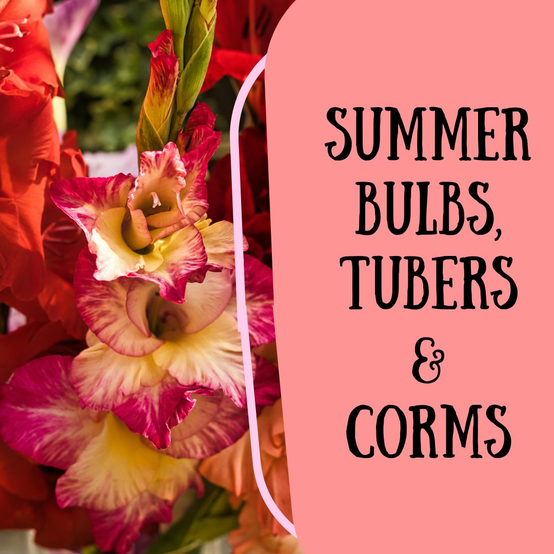 When people think spring bulbs, they think of tulips and daffodils. But summer bulbs are just as beautiful, if not even more of a showpiece in your garden!
Summer-flowering bulbs are what you plant in spring, after all frost risk has passed. These flowers, tubers and corms include dahlia, gladiolus, lilies, calla lillies, ranunculus, anemones, and alliums. These beautiful flowers come in all sorts of sizes, from towering tall stems to dinnerplate-sized blooms!
Plant some of these bulbs for lovely cut flowers, and save them at the end of the season for another spring of gorgeous colours. Stop by now to pick up all your favourites while supplies last! 💐
.
#apacheseeds #yeg #edmonton #yeghorticulture #shopyeg #yeglocalbusiness #bulbs #gardening