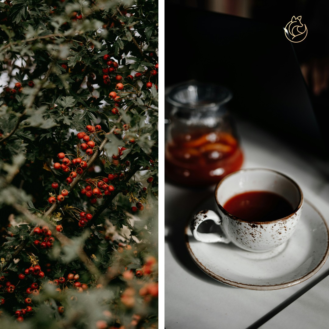 🇺🇸
In Bucovina, especially here in the Sălătruc Valley, nature has always been generous with medicinal plants.
One of the most abundant in late spring and early summer is hawthorn (Crataegus monogyna). For centuries, hawthorn has been used in traditional herbal medicine to support heart health. The flowers, leaves, and berries are commonly prepared as teas or tinctures and are known to help support circulation and cardiovascular function.
In the hills around Fox Chalet, hawthorn grows freely along forest edges and old pastures — part of a landscape where people once relied deeply on the healing plants around them.
If you do forage, please harvest responsibly and gently, and only plants you know well. Leave plenty behind so the landscape — and the wildlife — can continue to thrive.
Another quiet reminder that in Bucovina, nature is not just scenery. It is part of daily life.
🇷🇴
În Bucovina, mai ales aici pe Valea Sălătrucului, natura a fost mereu generoasă cu plantele medicinale.
Una dintre cele mai răspândite la sfârșitul primăverii și începutul verii este păducelul (Crataegus monogyna). De secole, păducelul este folosit în medicina tradițională pentru susținerea sănătății inimii. Florile, frunzele și fructele se prepară adesea sub formă de ceaiuri sau tincturi și sunt cunoscute pentru efectele lor benefice asupra circulației și sistemului cardiovascular.
Pe dealurile din jurul Fox Chalet, păducelul crește liber la marginea pădurilor și pe pășunile vechi — parte dintr-un peisaj în care oamenii au trăit mult timp în legătură directă cu plantele tămăduitoare din jurul lor.
Dacă culegeți plante din natură, faceți-o cu grijă și responsabilitate, și doar pe cele pe care le cunoașteți bine. Lăsați întotdeauna suficient în urmă pentru ca natura — și animalele — să poată continua să prospere.
Un alt mic semn că în Bucovina natura nu este doar decor, ci parte din viața de zi cu zi.
🔗// Learn more in our bio link
#FoxChalet | #Bucovina | #ValeaSalatrucului | #PlanteMedicinale | #Paducel | #CrataegusMonogyna | #RomaniaSalbatica | #DescoperaRomania | #TraditiiRomanesti | #NatureRomania #roadtofoxchalet #foraging