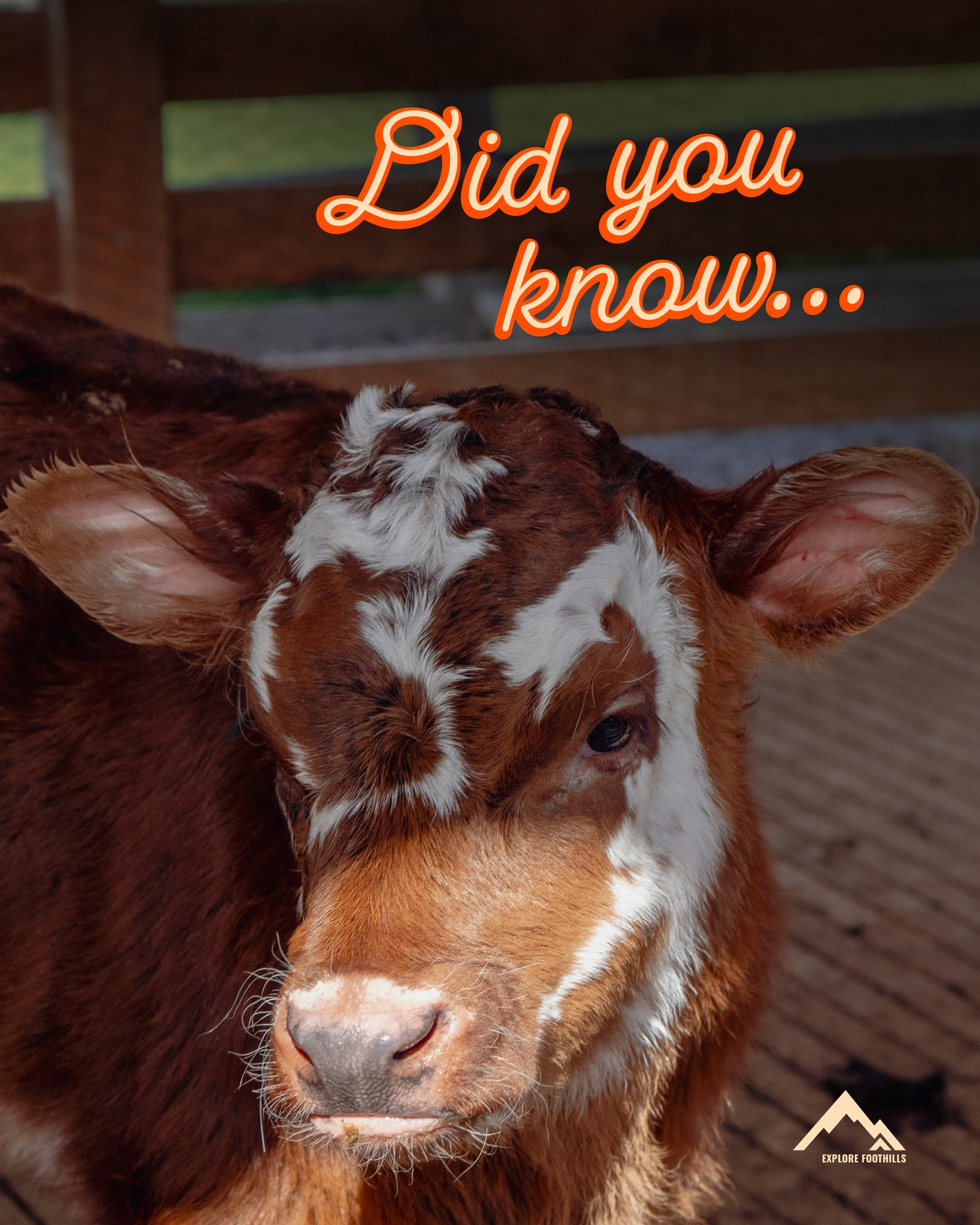 Did you know March is one of the most important months on Foothills ranches?
It’s calving season across many farms and ranches here. Cold mornings, long days, and more coffee than you can even count. ☕
Agriculture isn’t just part of the scenery here; it’s daily life, and it shapes everything from local food to community rhythms.