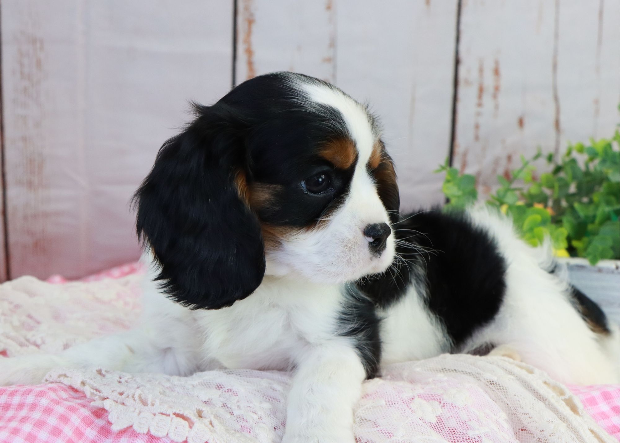 How beautiful is Jeronimo!? He is the sweetest tri color boy 🧡 Very gentle nature and he is doing great with his training. Learn more about Jeronimo here ➡️ https://www.woodlandcanines.com/product-page/jeronimo-cavalier-king-charles-spaniel